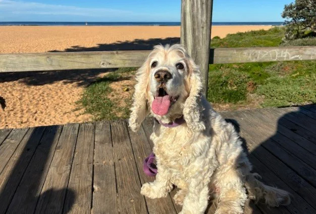 ↑ May, My Beautiful Daphne, by Emmy Dawes