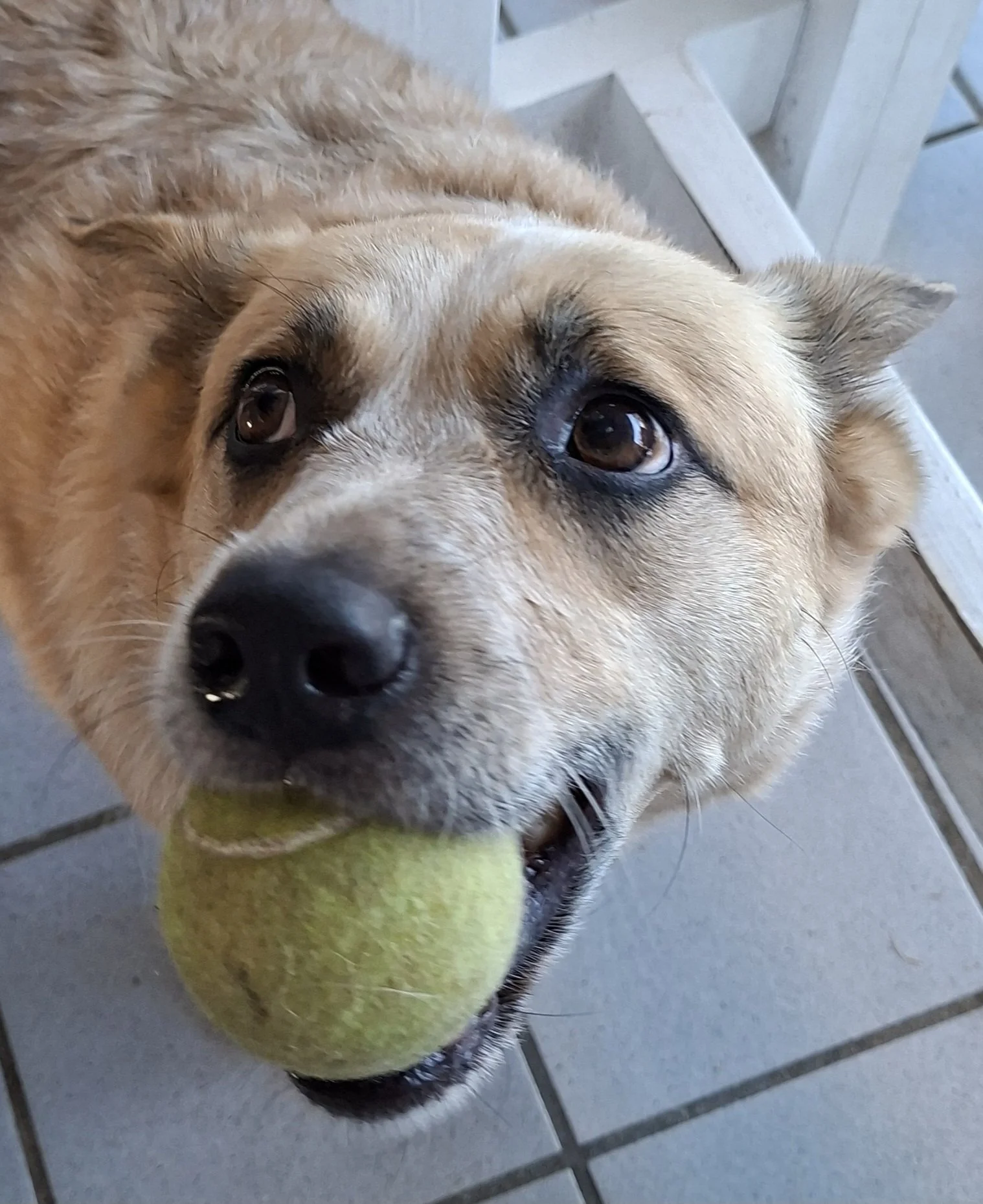 ↑  May, Dusty just wants to play Cricket by Gavin Dudley