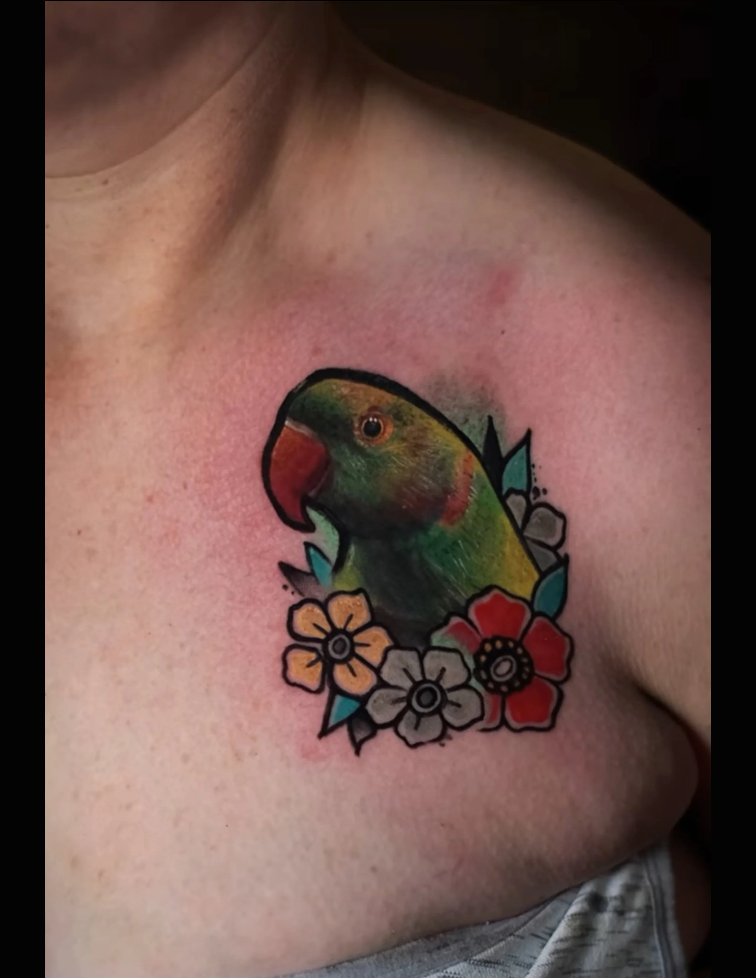 Periquito mascota.jpg