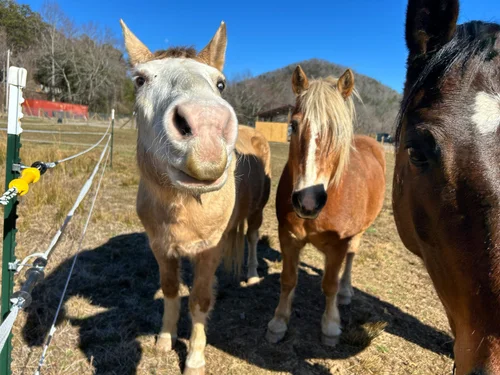 Ruby Ranch in Asheville, NC
