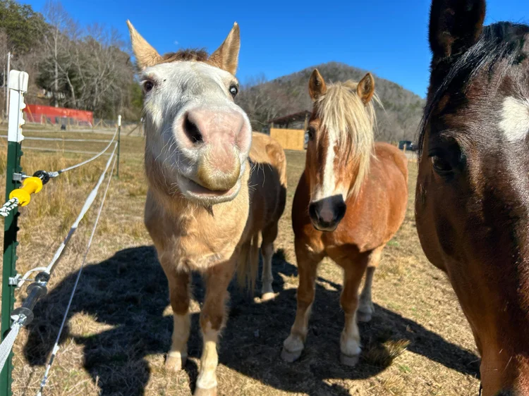 Ruby Ranch in Asheville, NC