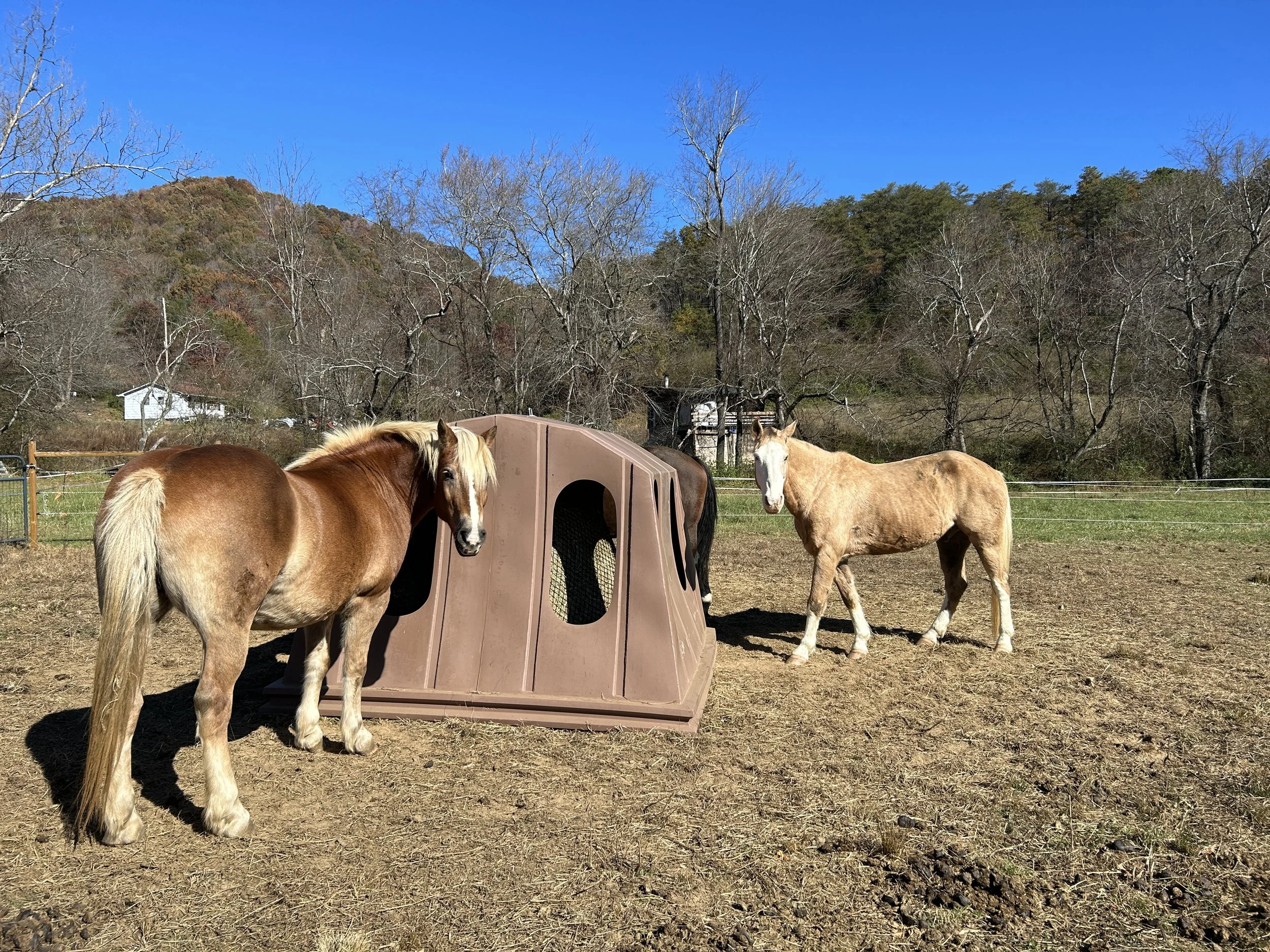 Ruby Ranch in Asheville, NC