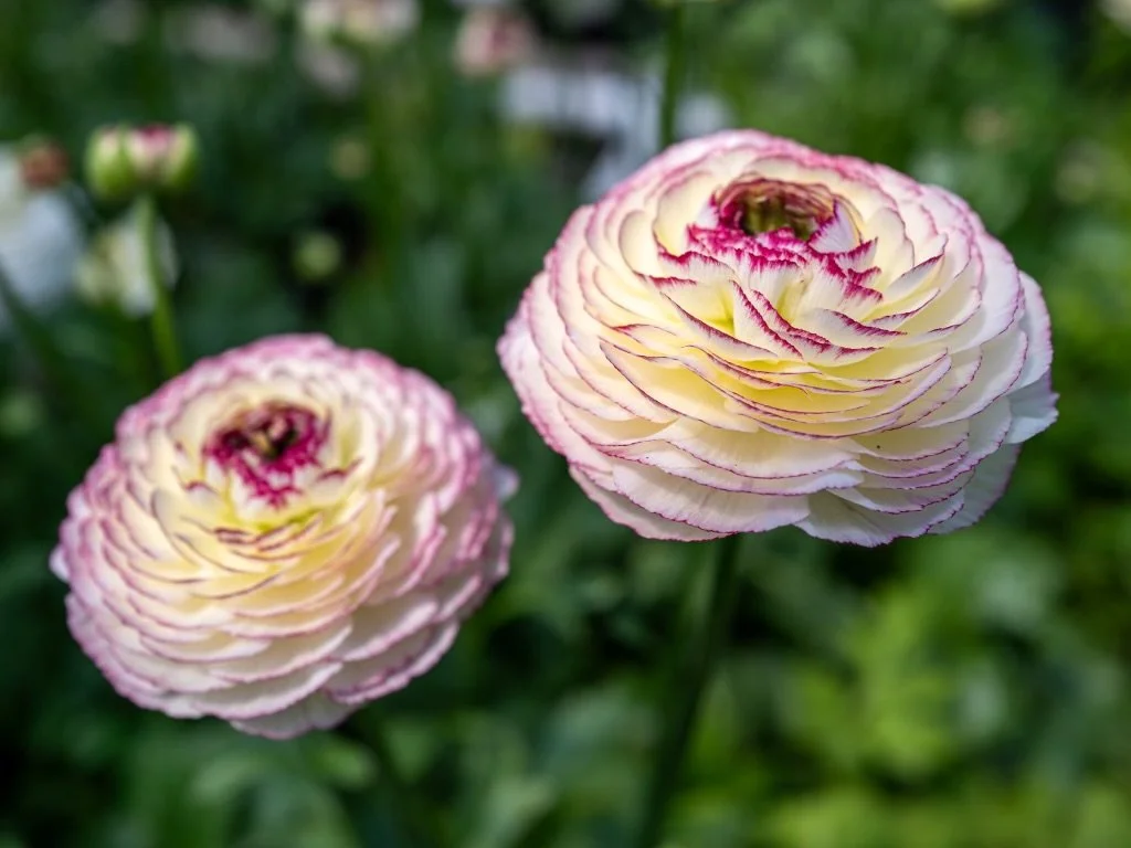 Beautiful ranunculus