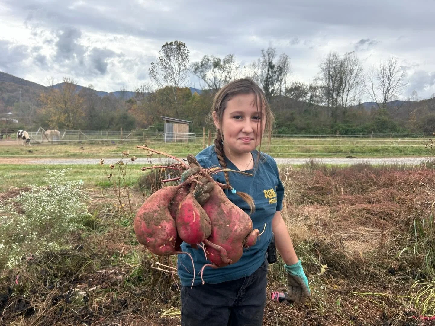 Girl harvesting sweet potatoes