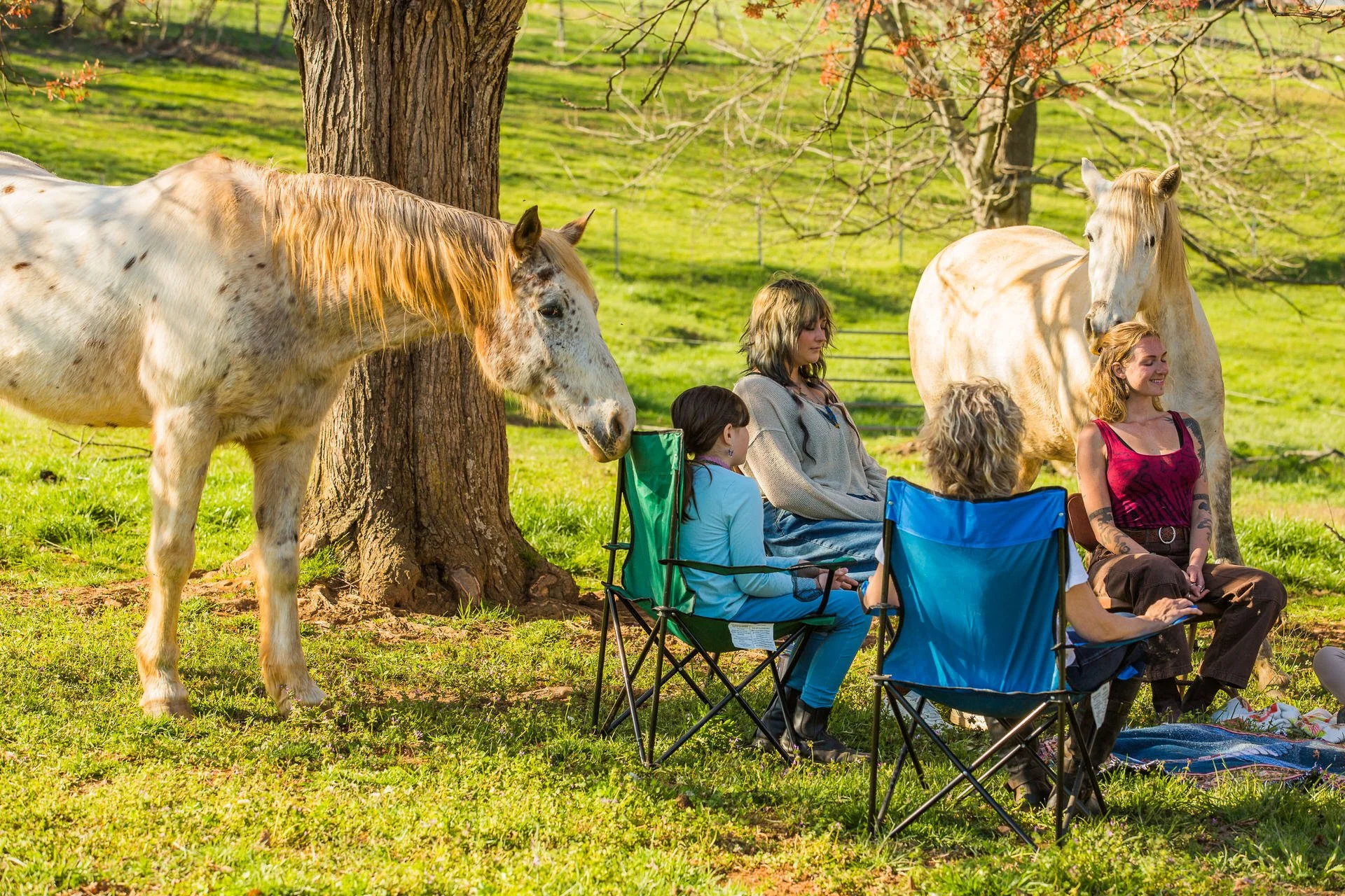 Horses connecting with people in a circle