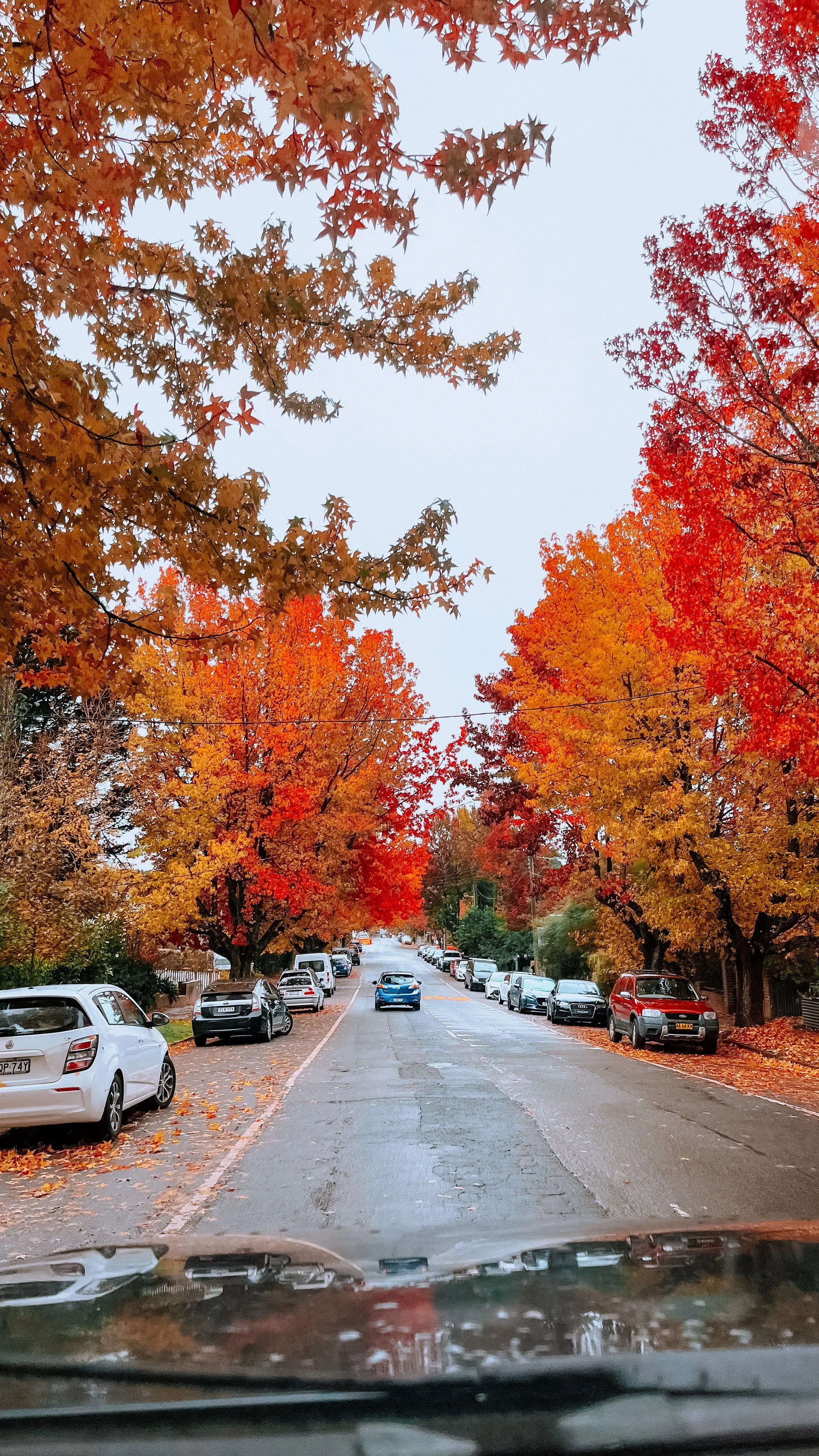 autumn.jpg