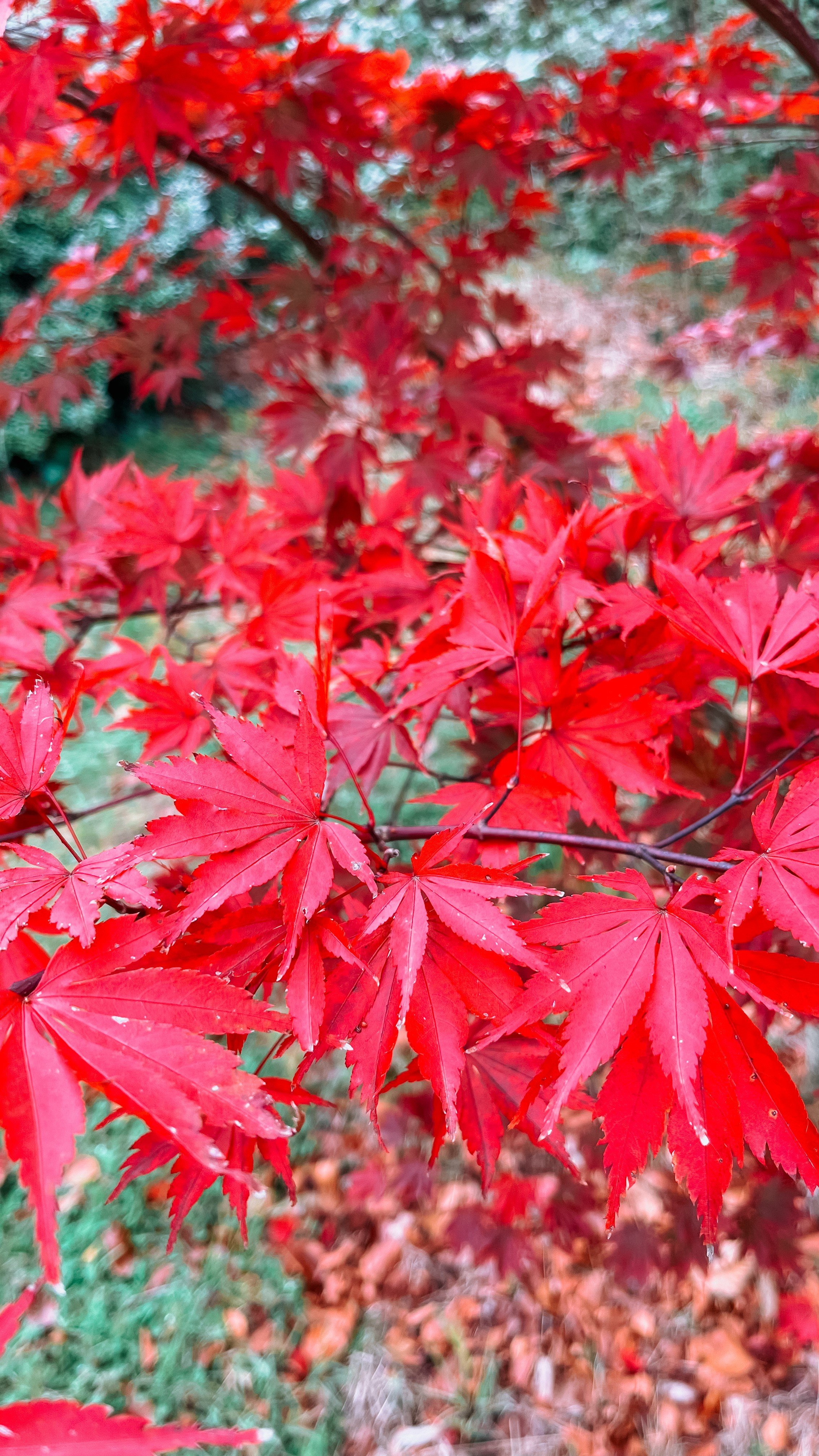 leaves.jpg