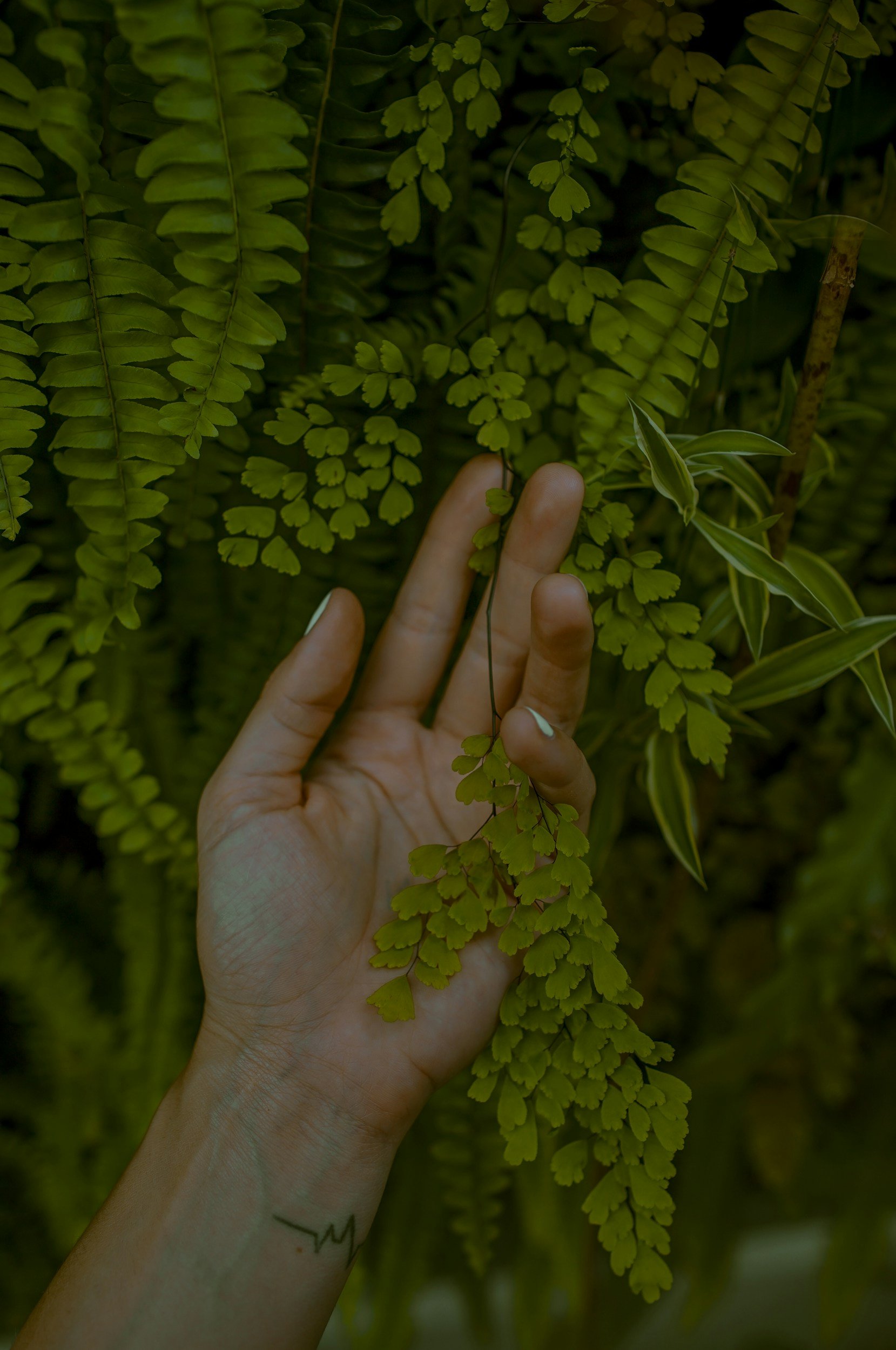 Hand touching green fern leaves with small rounded leaflets.