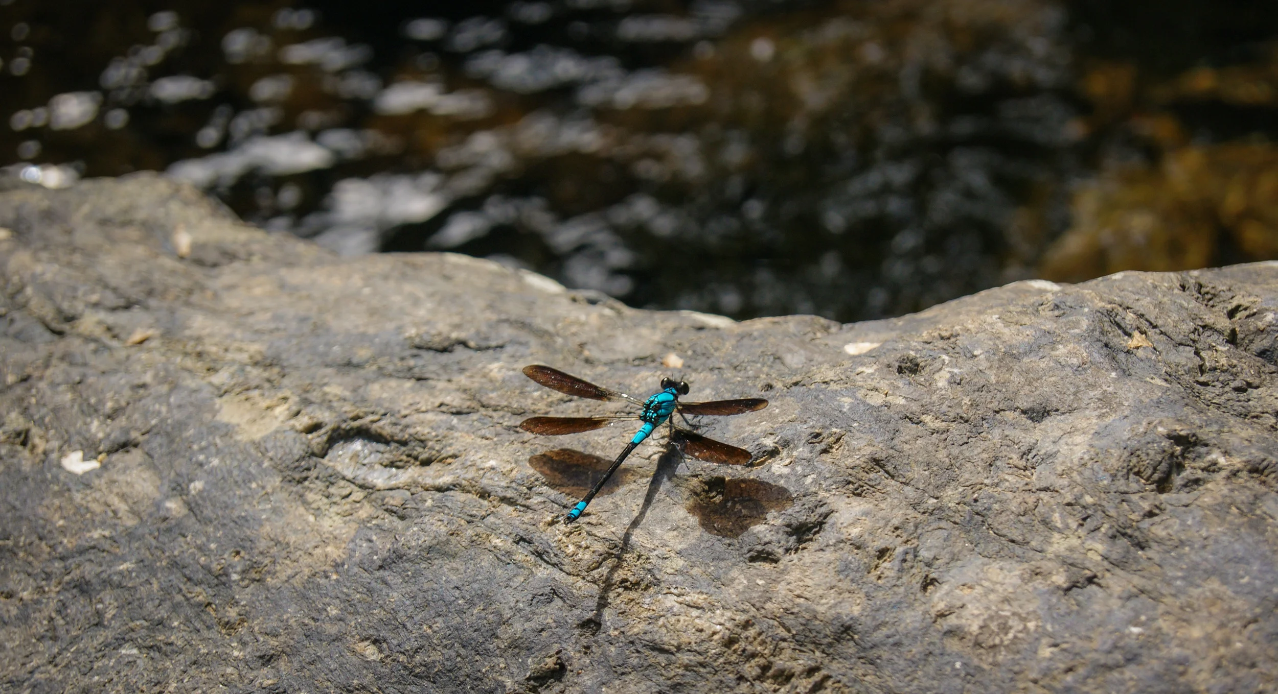 DSC05588.jpg