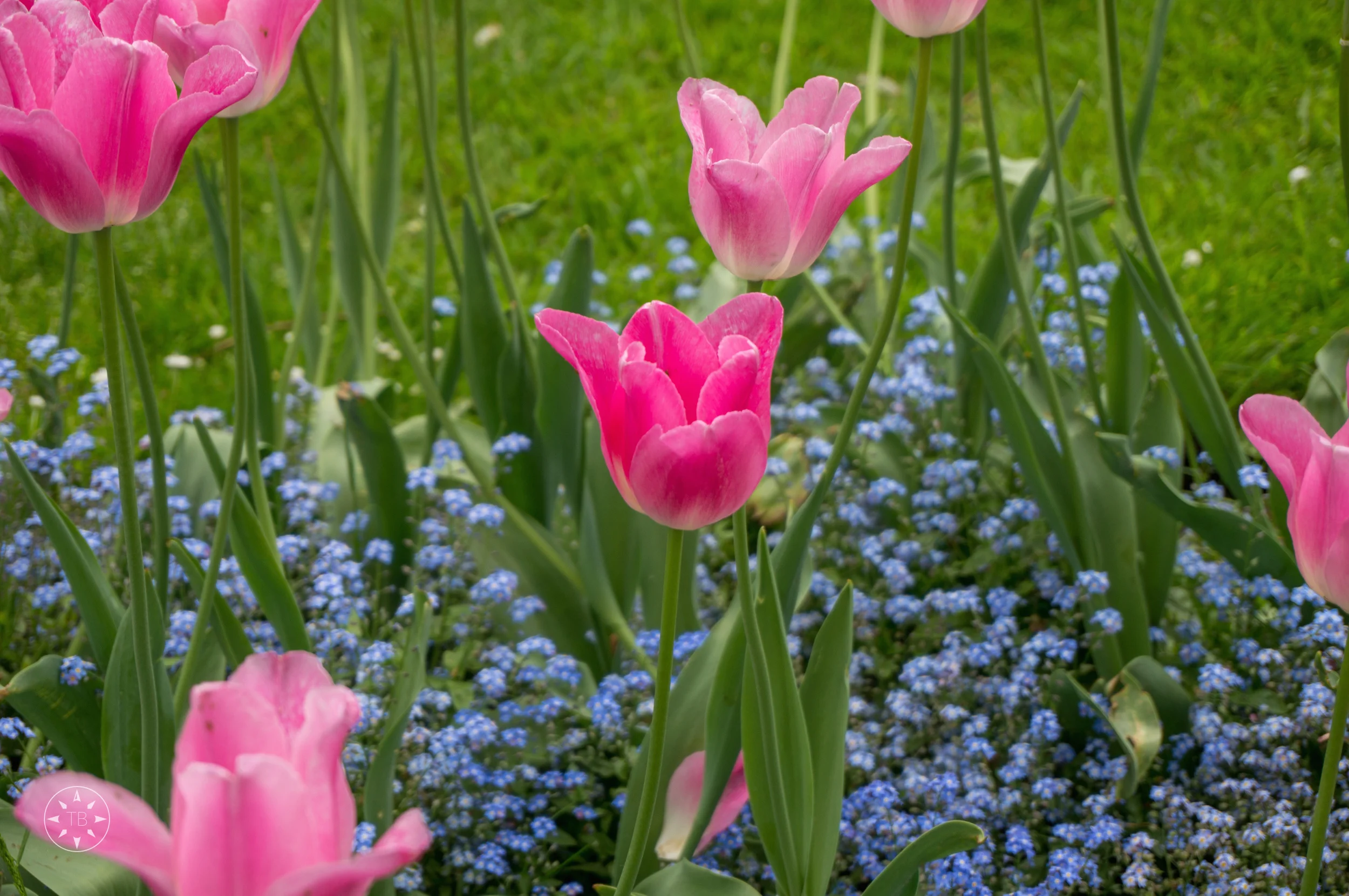 Pink Flowers
