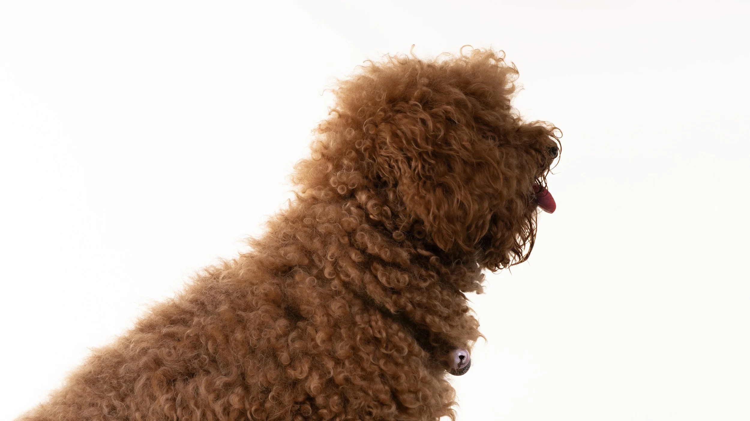 Pet Portrait