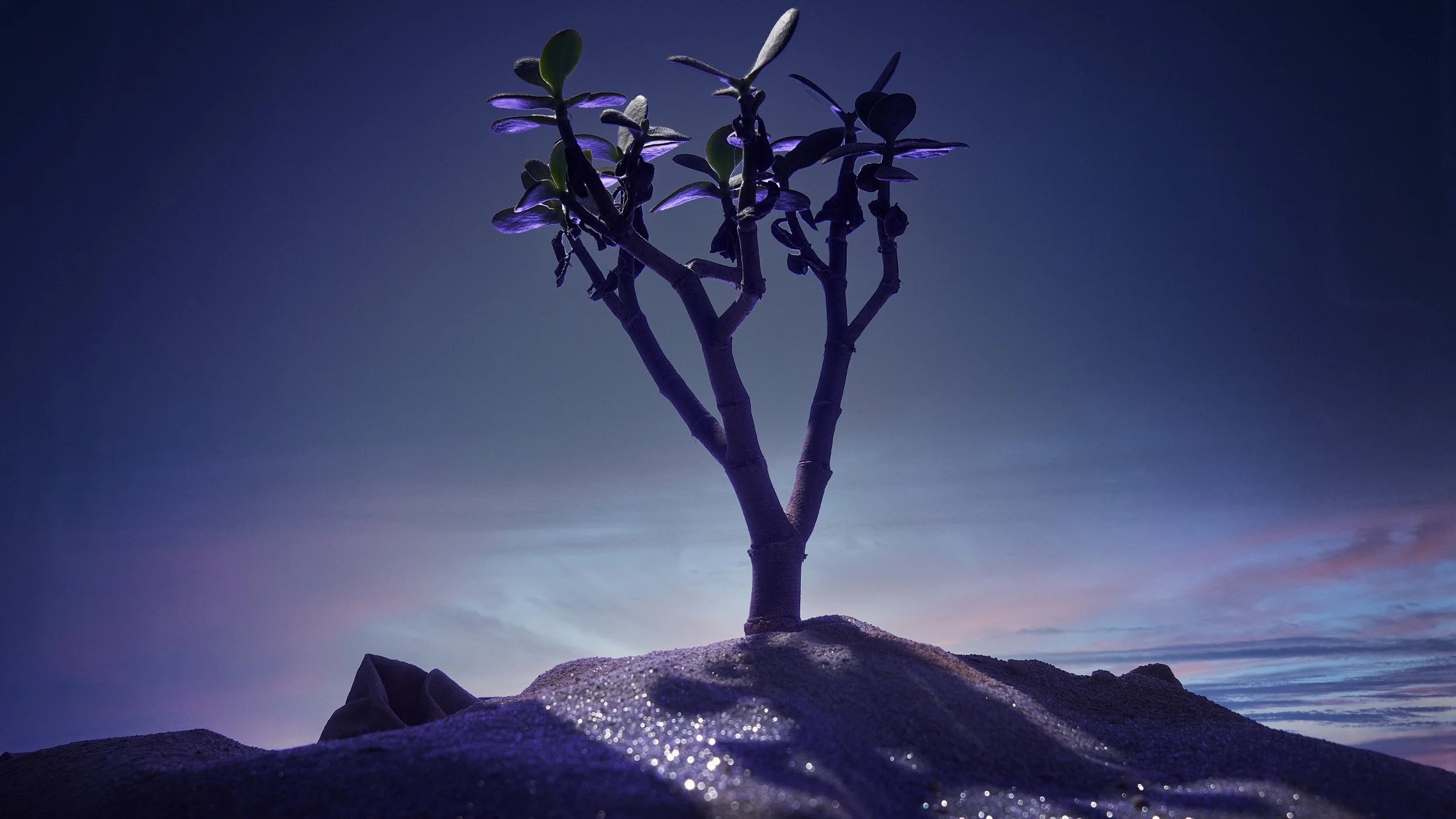 Still life miniature