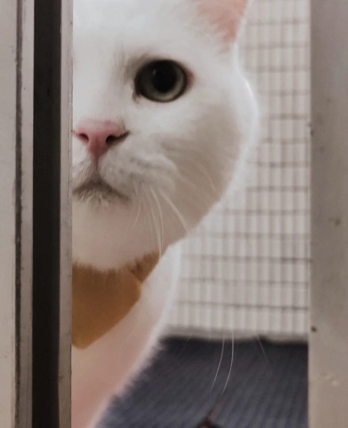 meet jc. members vol.1-          macoto chen, executive associate