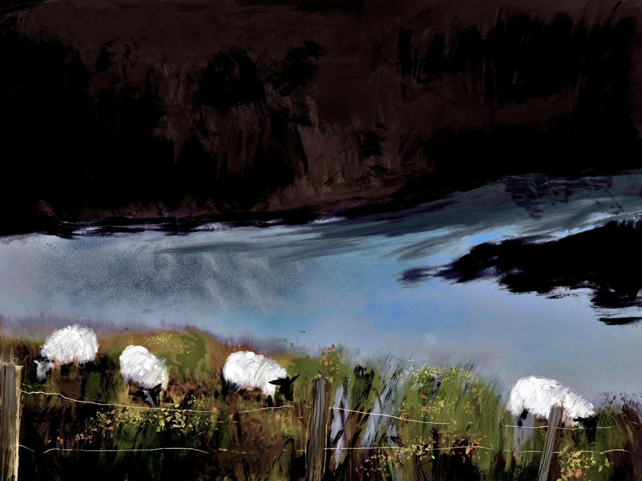 Sheep at Loughareema