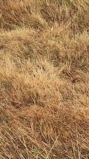 Wet grass as Muse