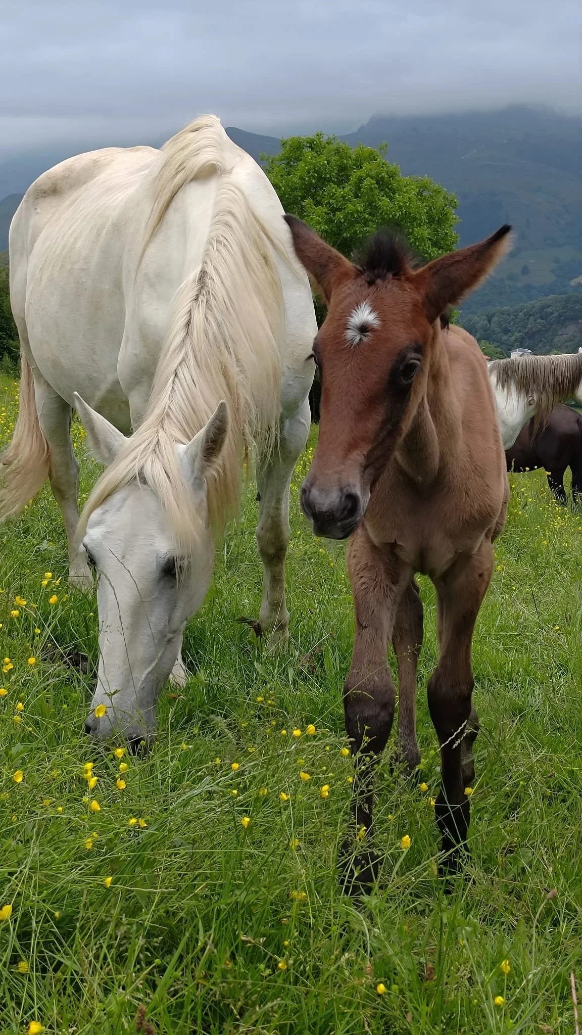 ETOLOGÍA, MANEJO Y COMUNICACIÓN CON CABALLOS