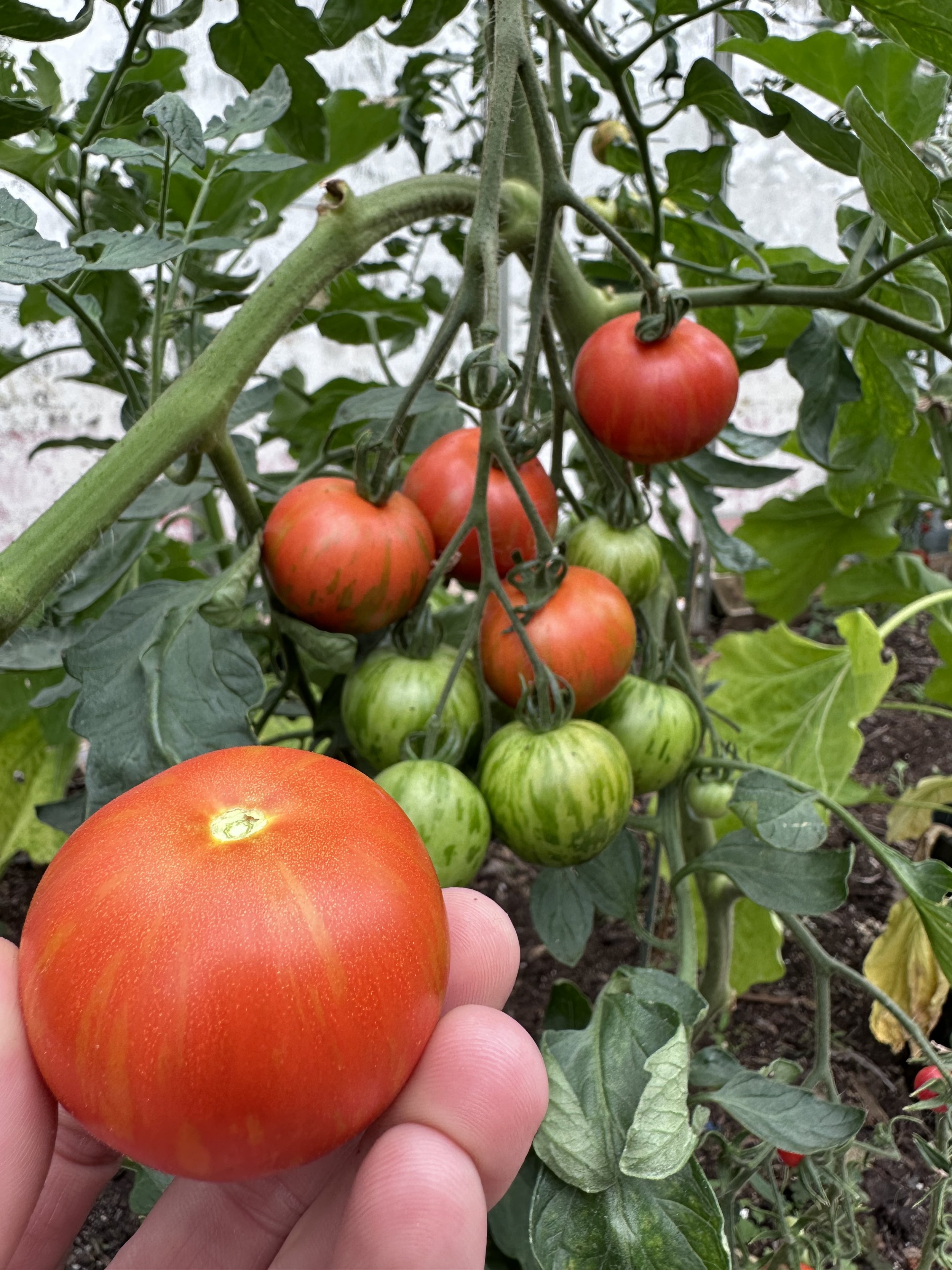 Hand holding a ripe red tomato in front of a cluster of green and red tomatoes growing on a vine in a garden.