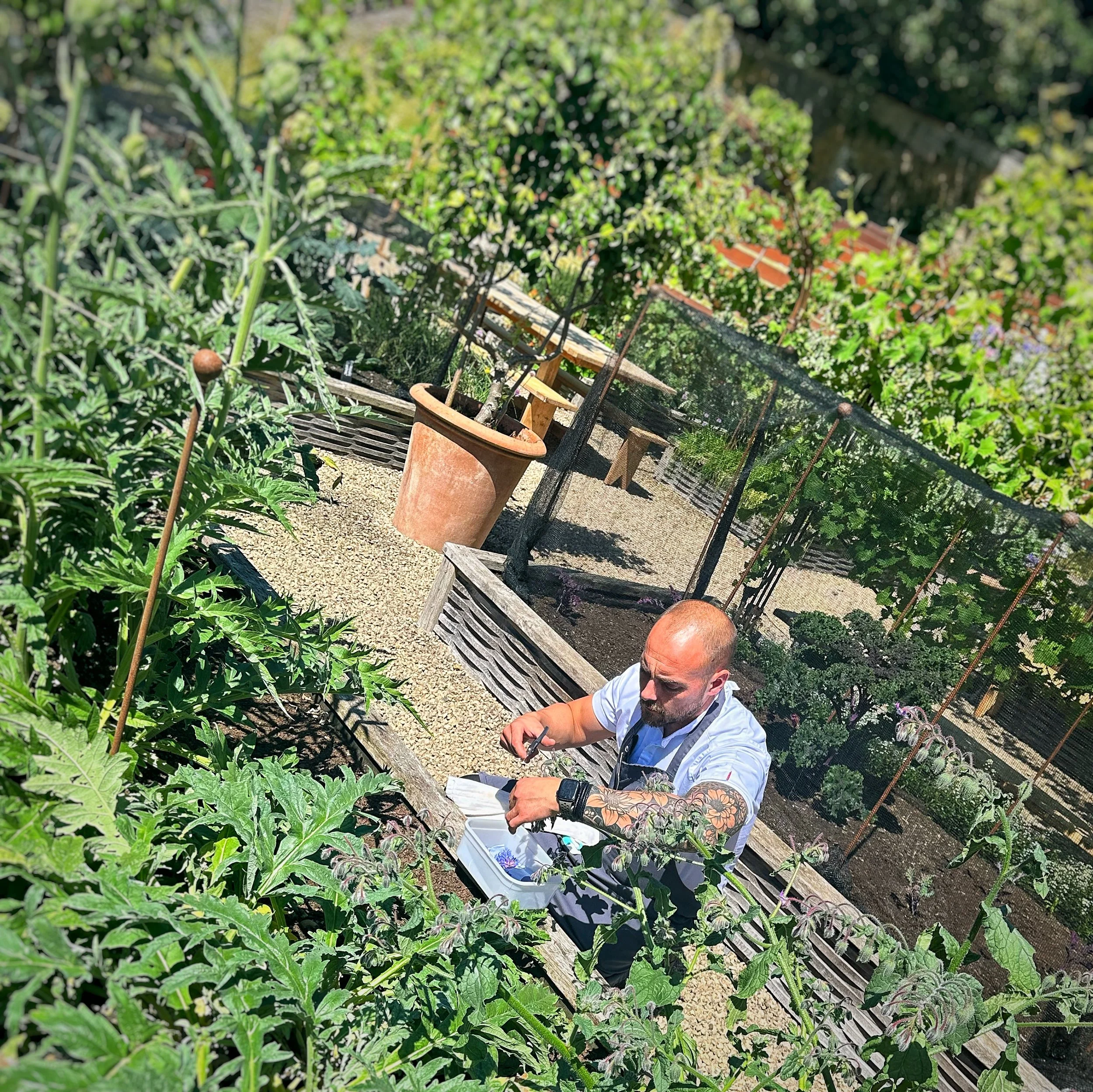 A man with a bald head and tattoos on his arm is working in a garden, tending to plants in raised wooden beds under bright sunlight.