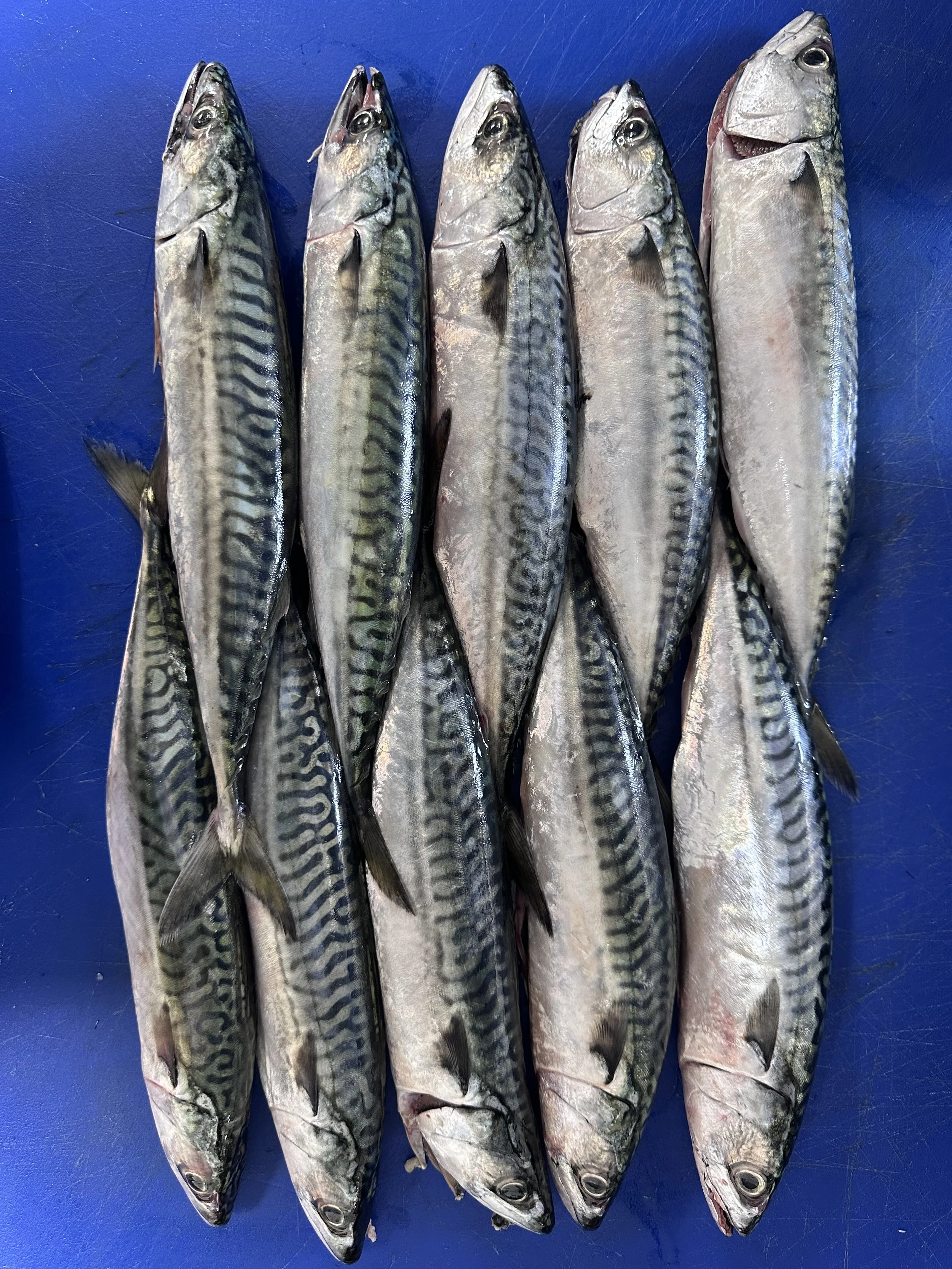 Six mackerel fish laying on a blue cutting board.