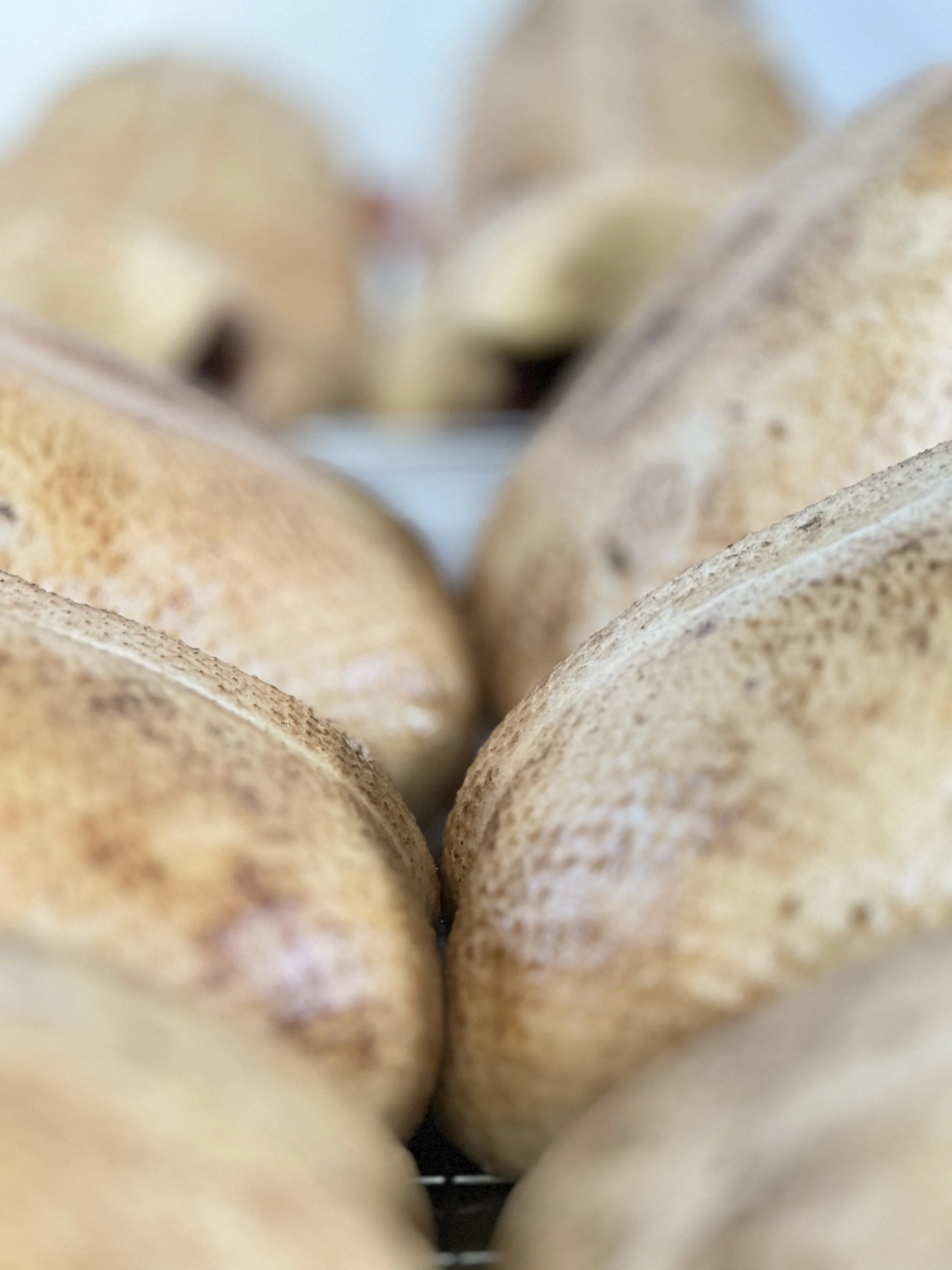 Close-up of duck breast, slightly torched in a row