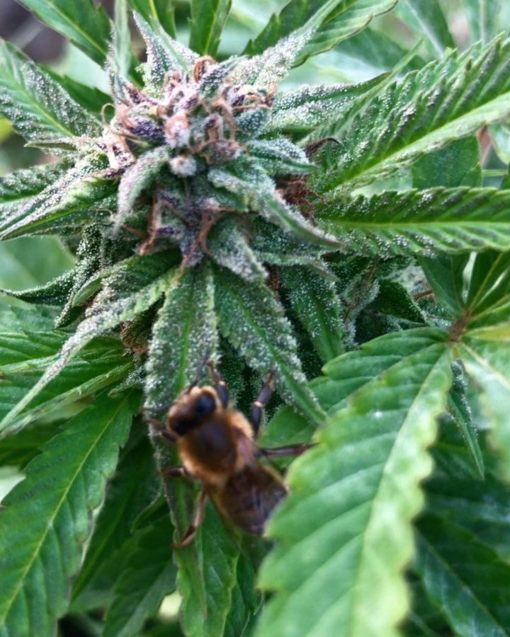 Blueberry Honey 🌱🫐🍯🐝