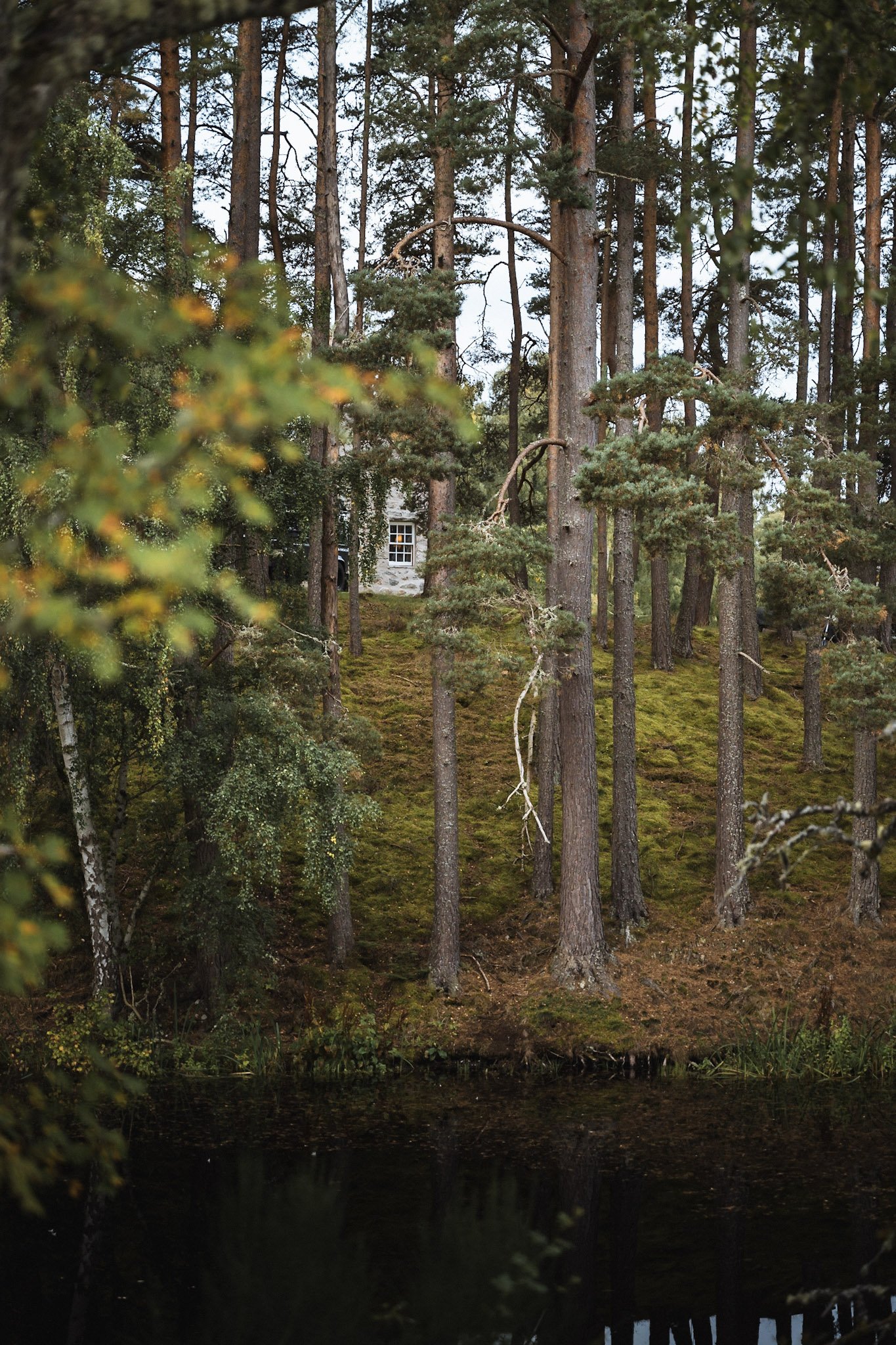 Forest scene with tall pine trees, a small house with a white window in the background, and a dark body of water at the bottom of the image.