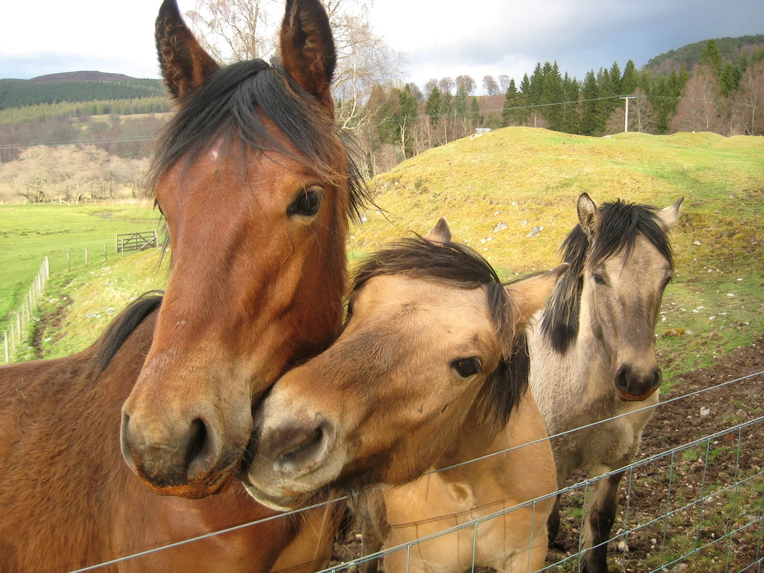 Three horses close to a fence with a green field and wooded hills in the background.