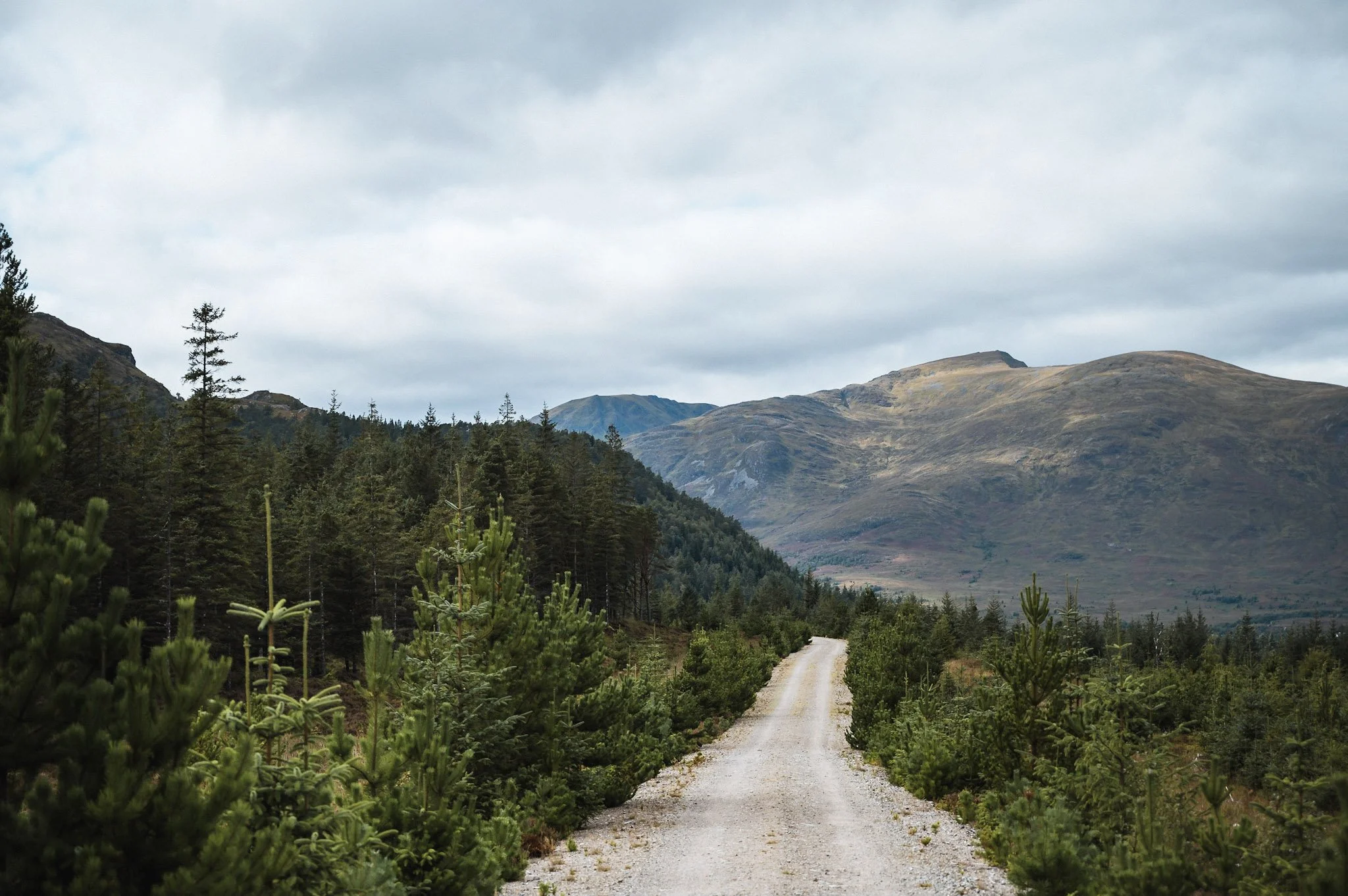 A gravel dirt road running through a forest of pine trees with mountains in the background under a cloudy sky.