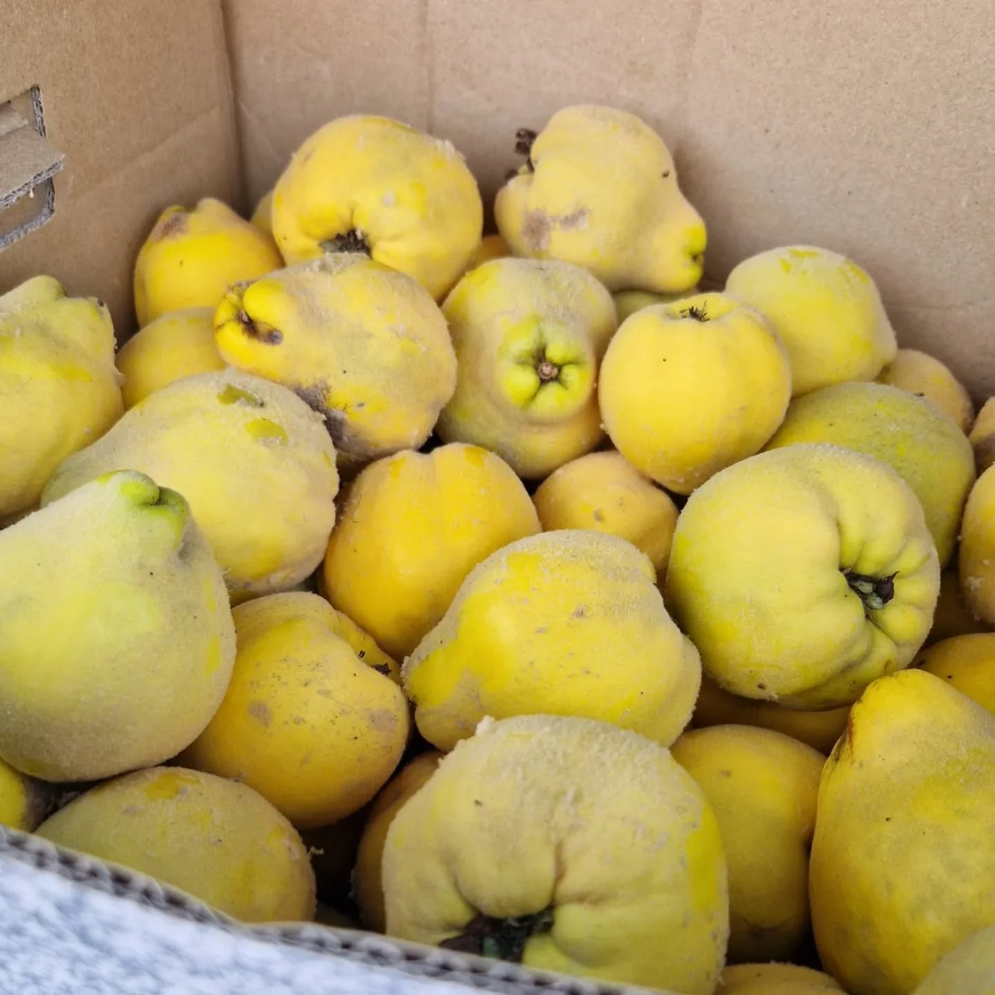 🍏 Harvest kindness! 🍎

Our hearts (and baskets!) are full thanks to the amazing generosity of our community &mdash; you&rsquo;ve been bringing in quinces, apples, and all sorts of glorious allotment treasures to the caf&eacute;. 🌿💚

Sandra says t