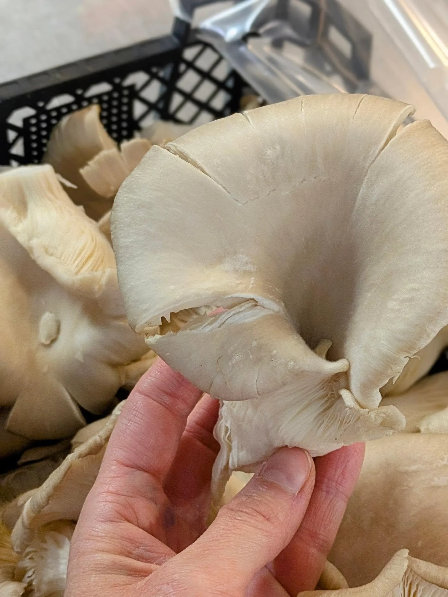 When we say we cook with surplus food, what do you imagine?

Last week we received these incredible oyster mushrooms from the @oxfordfoodhub , our main supplier. They collect surplus food donated by supermarkets and food distributors such as Fresh Di