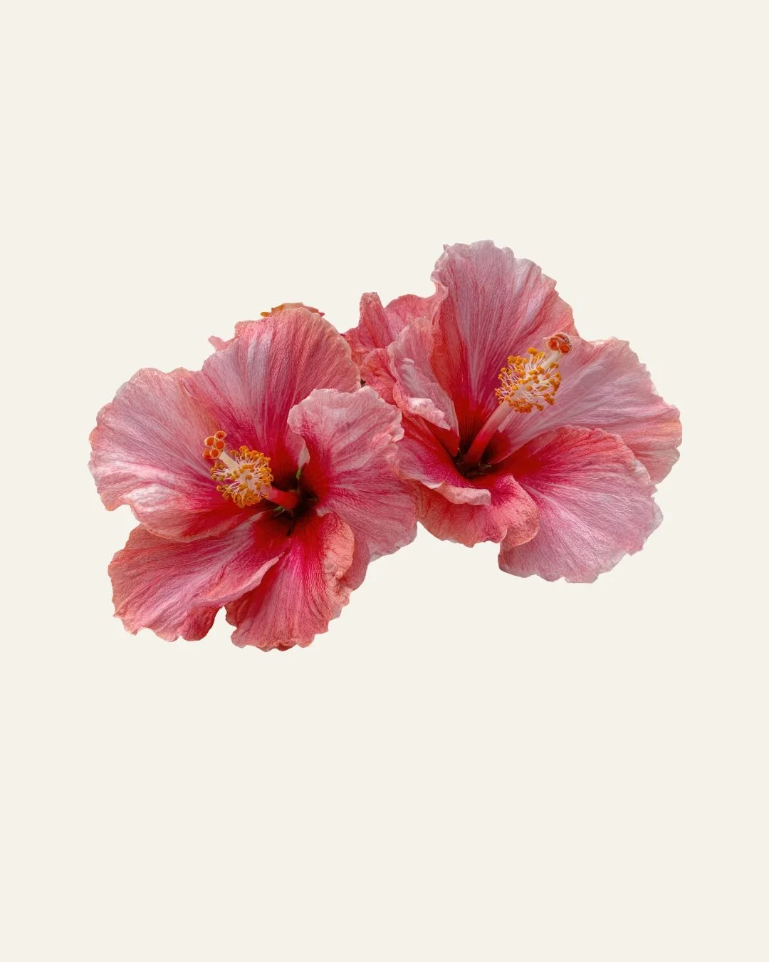 I am fucking blooming. 

This was supposed to be a soft year.

Anyway &mdash; here I am, on fire. 

A woman fully claimed by her own becoming. 

Intentions shattered. Limits erased.

I&rsquo;m on fire, in motion, and unstoppable.

The Well:Coming is 