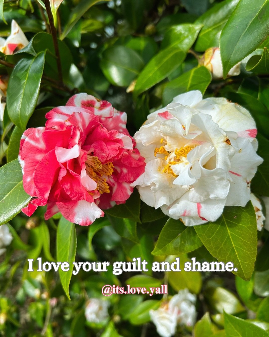 I love your guilt and shame. 
I love any heartbreak or pains. 
I love all of the things you think are too abhorrent for me to see. 
I love your wholeness, the real you, in every flavor, facet, and key.

🩷🐞🫂 Katy

📷: variegated Camellias outside m