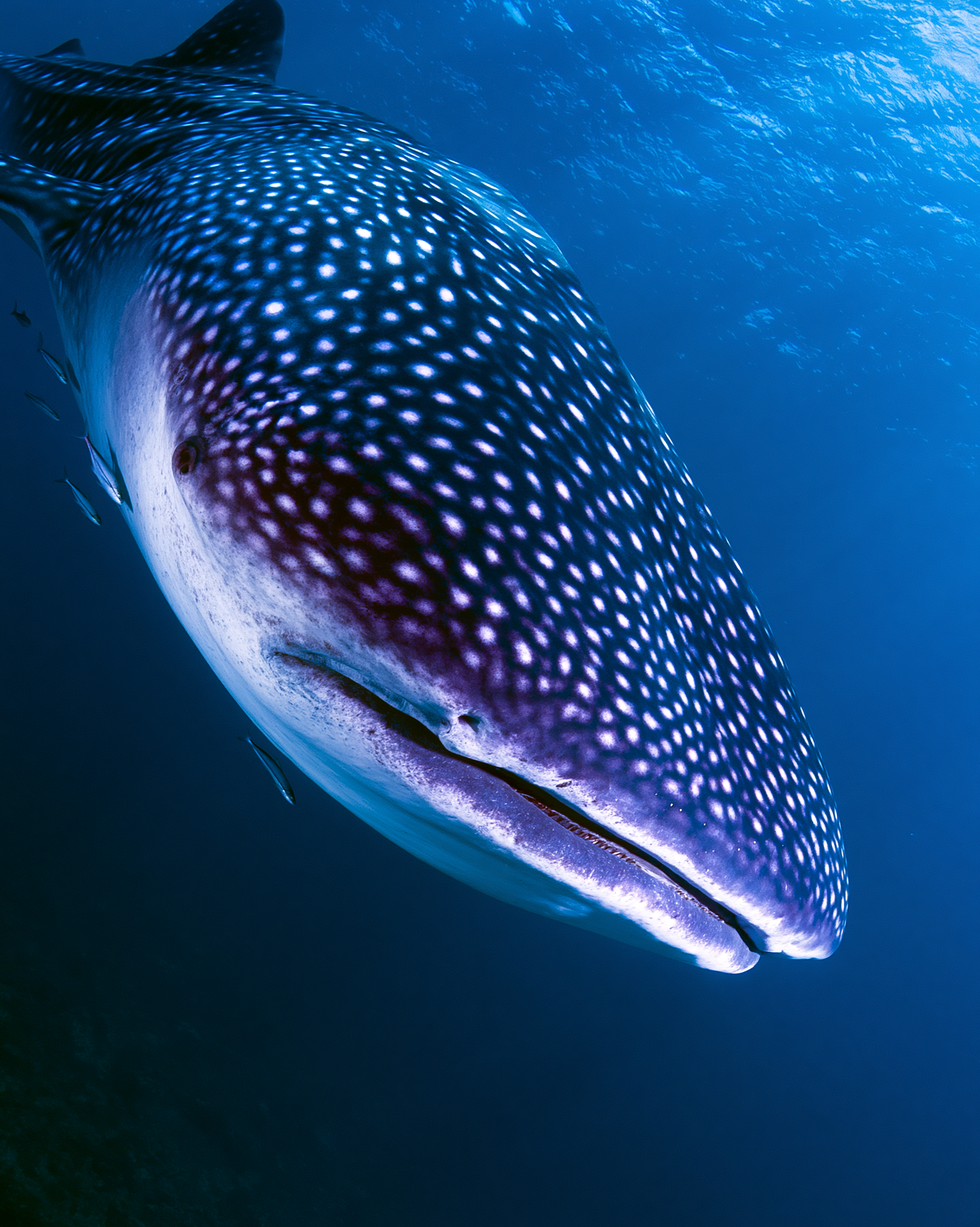 SHARK 14.png