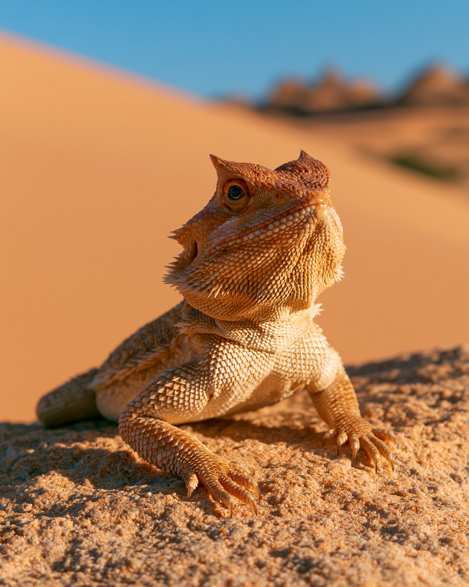 LIZARD 5.png