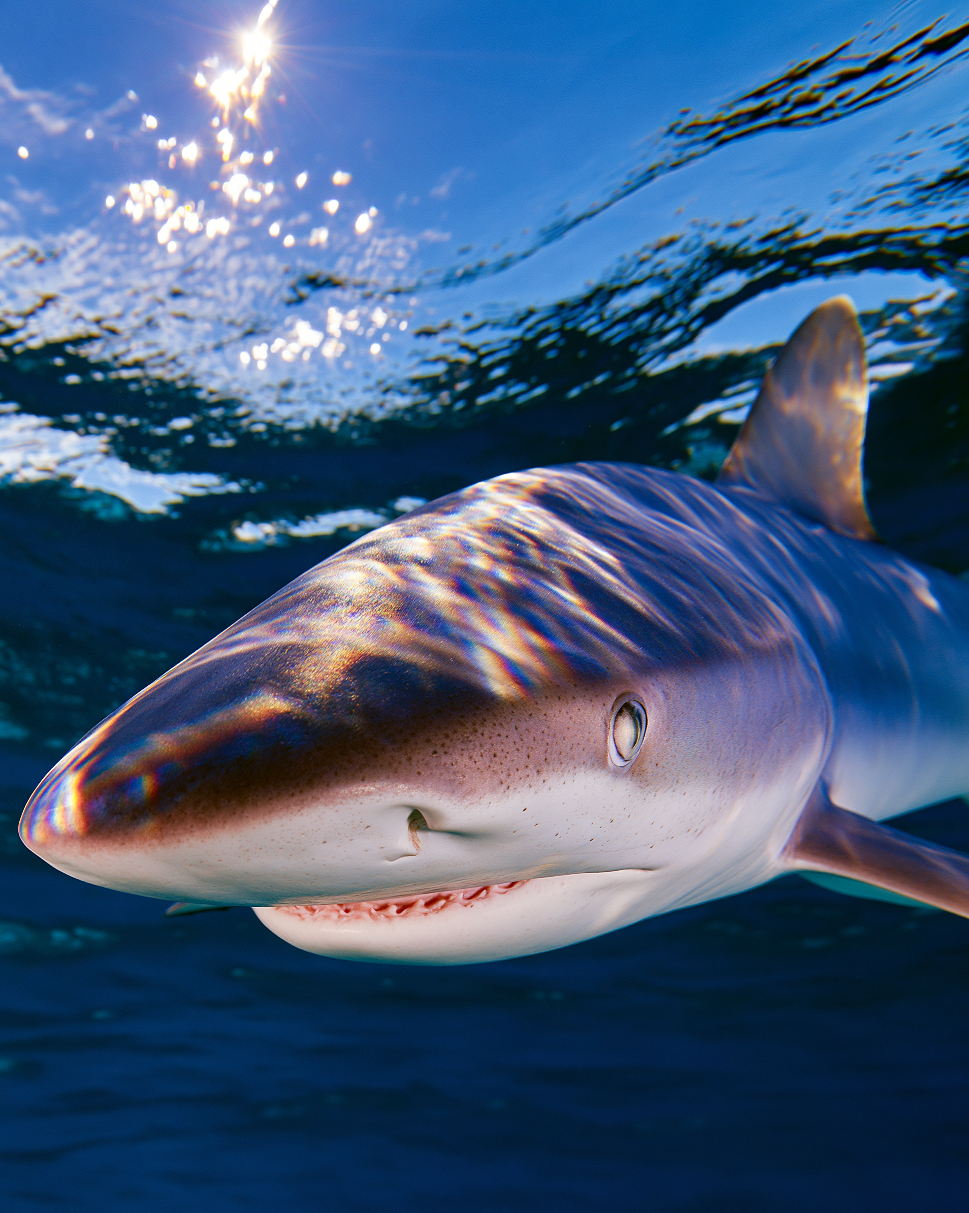 SHARK 2.png