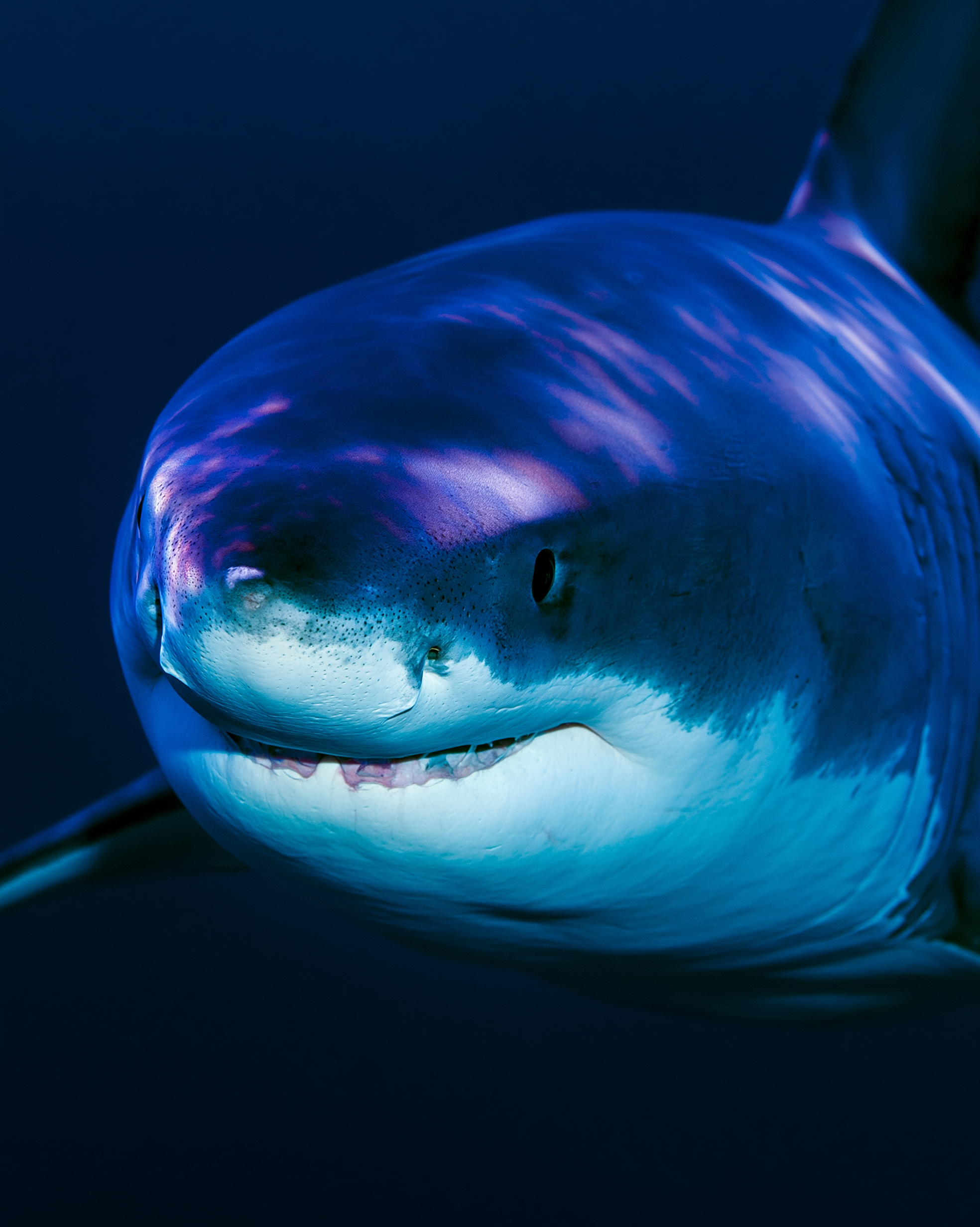 SHARK 6.png