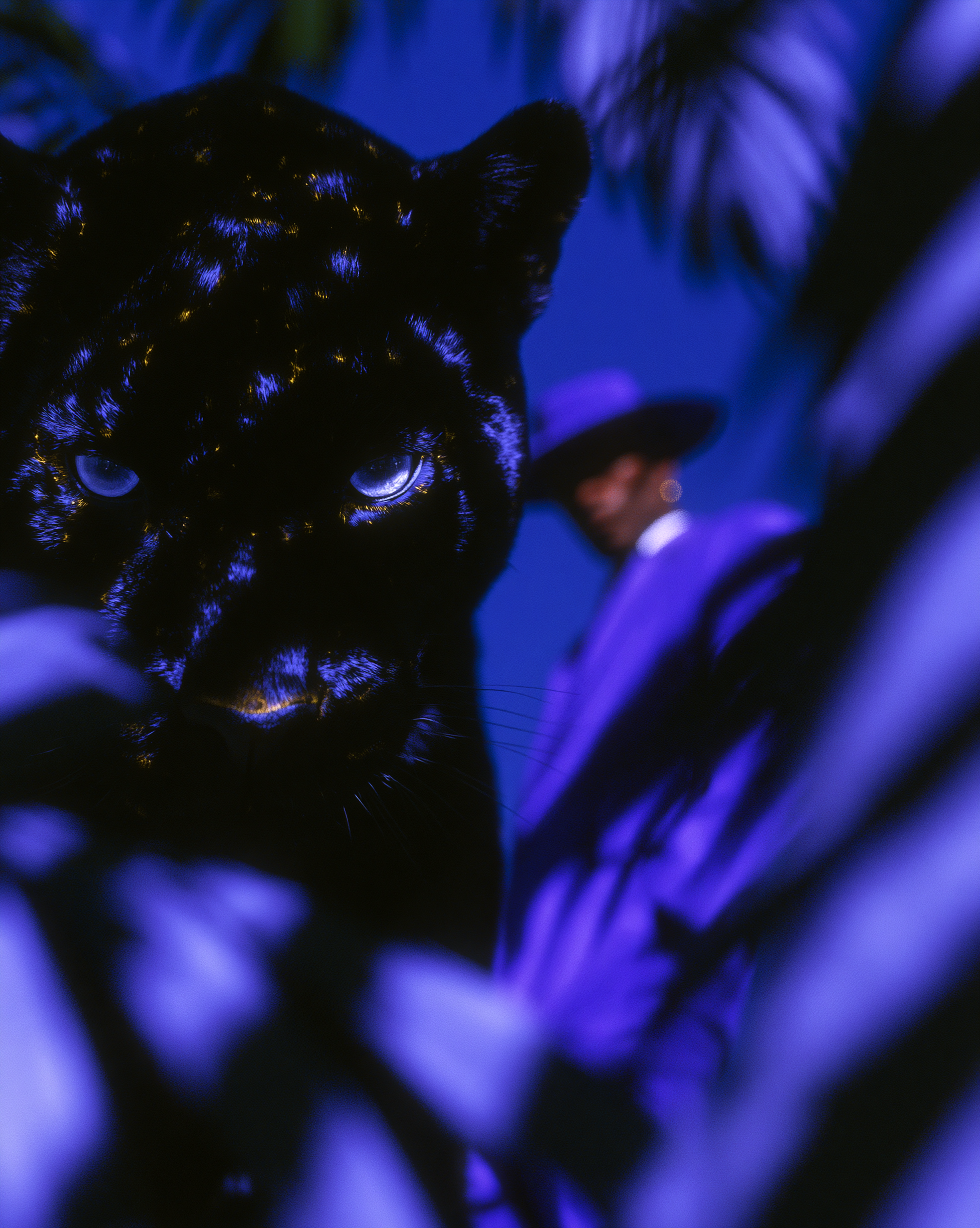 Where Violet Turns to Gold 11.png