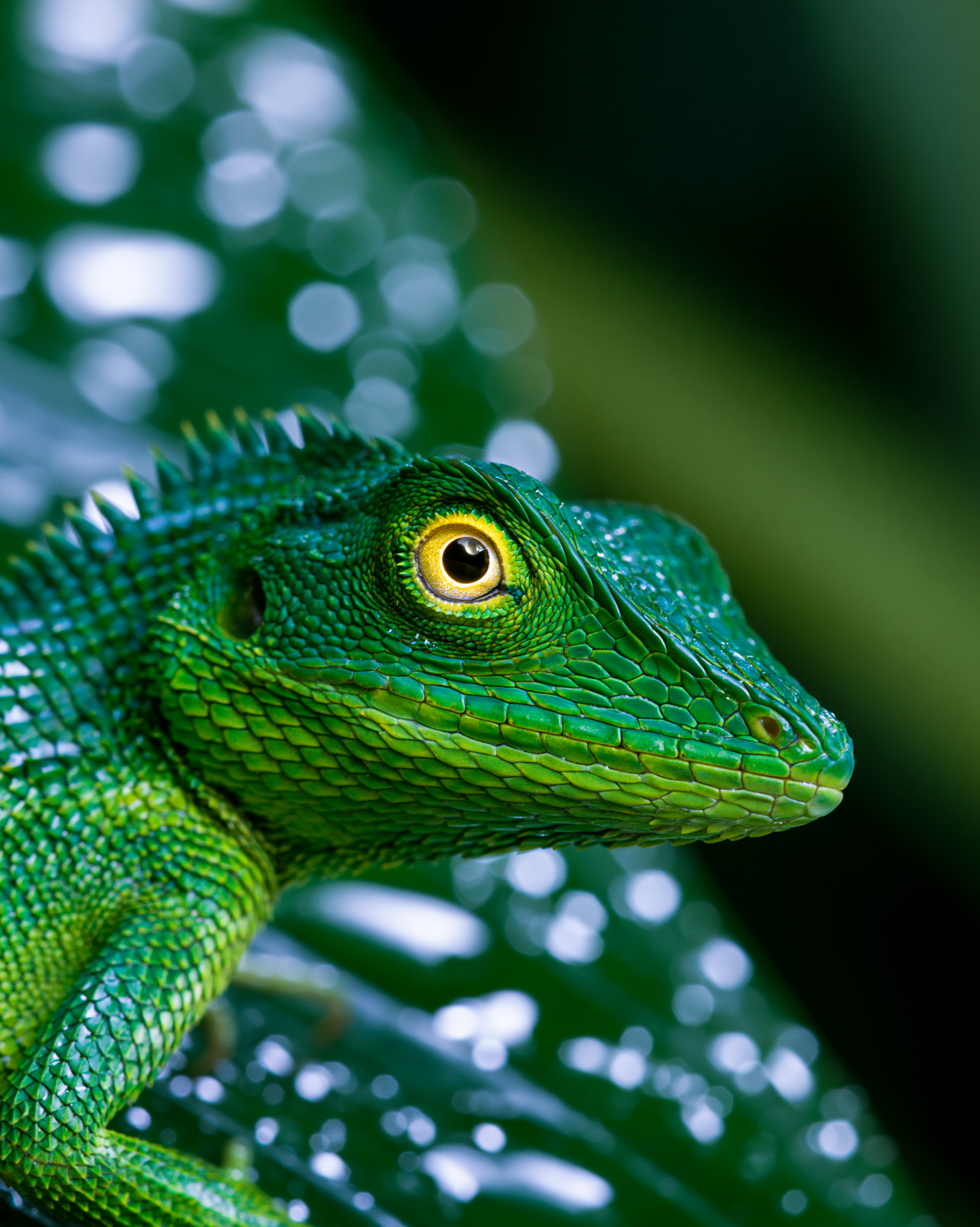 LIZARD 12.png