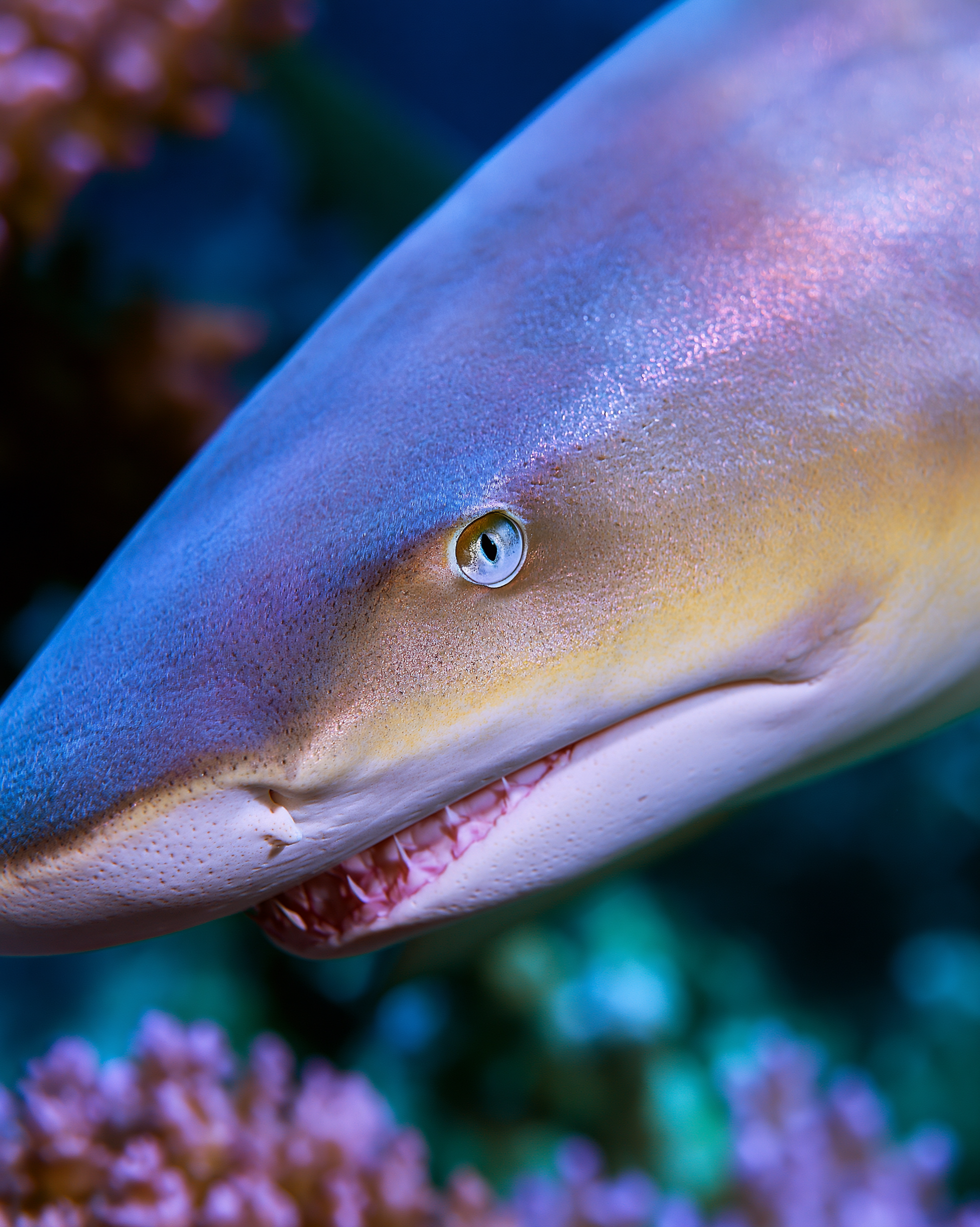 SHARK 8.png