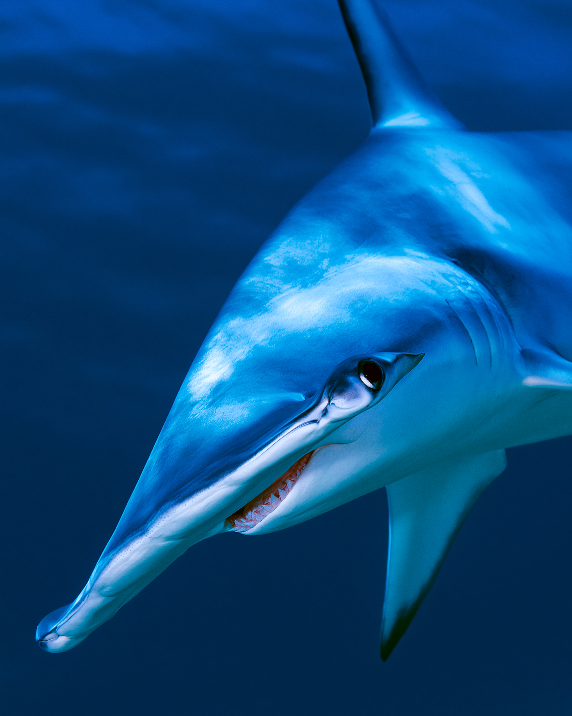 SHARK 7.png