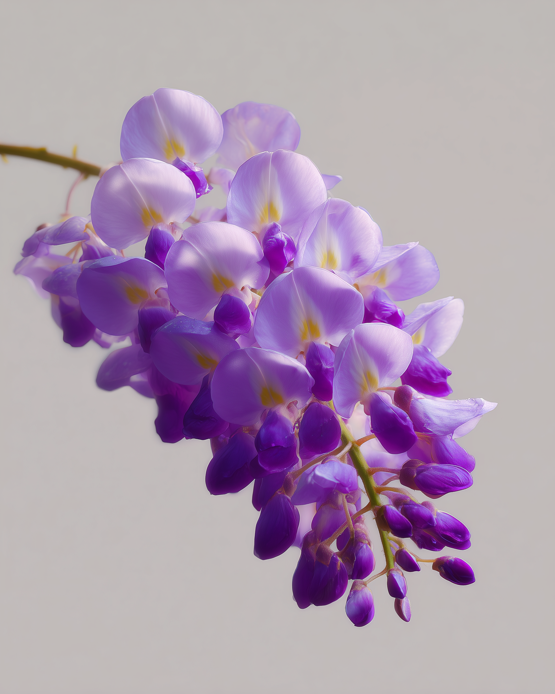 WISTERIA 6.png