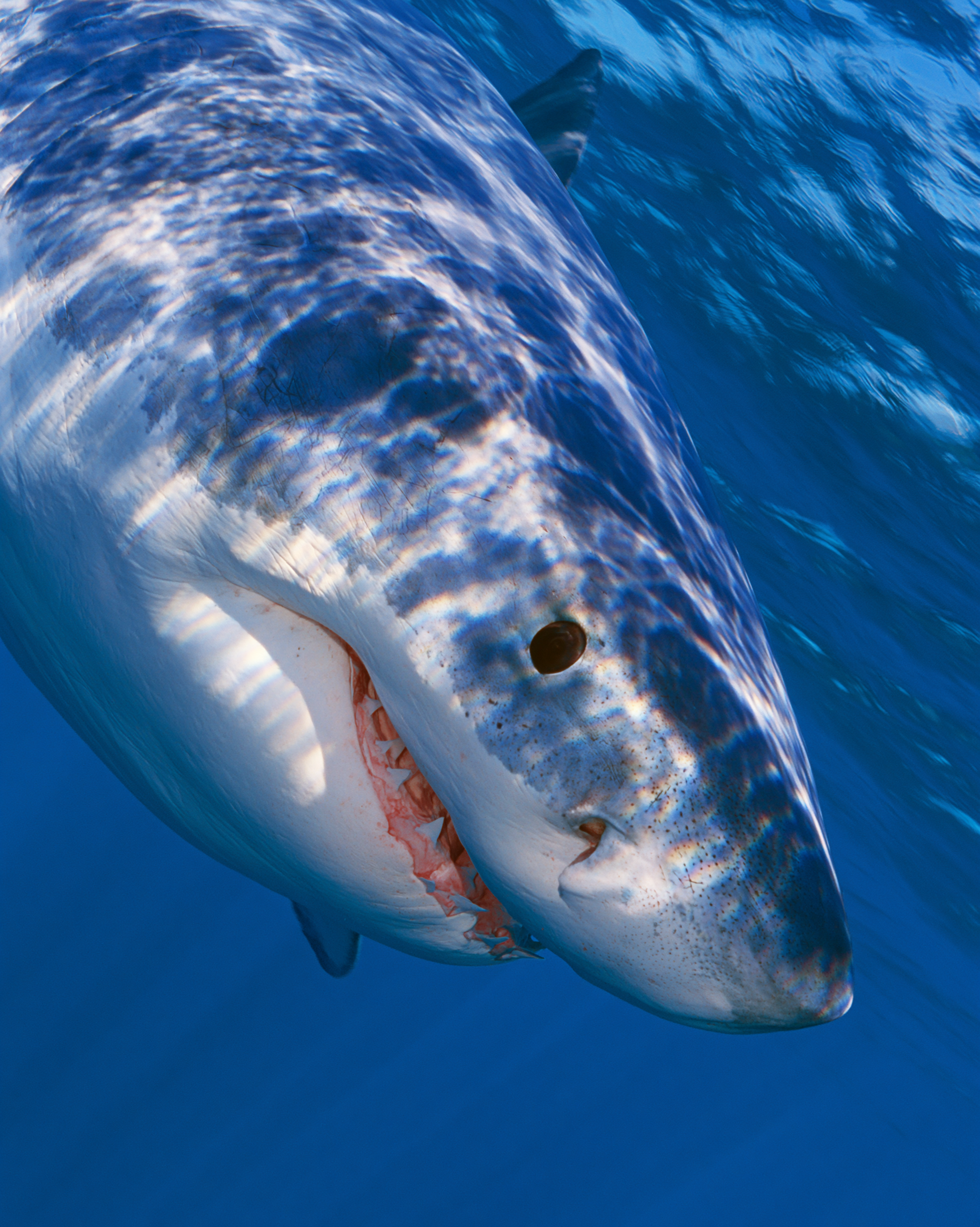 SHARK 5.png