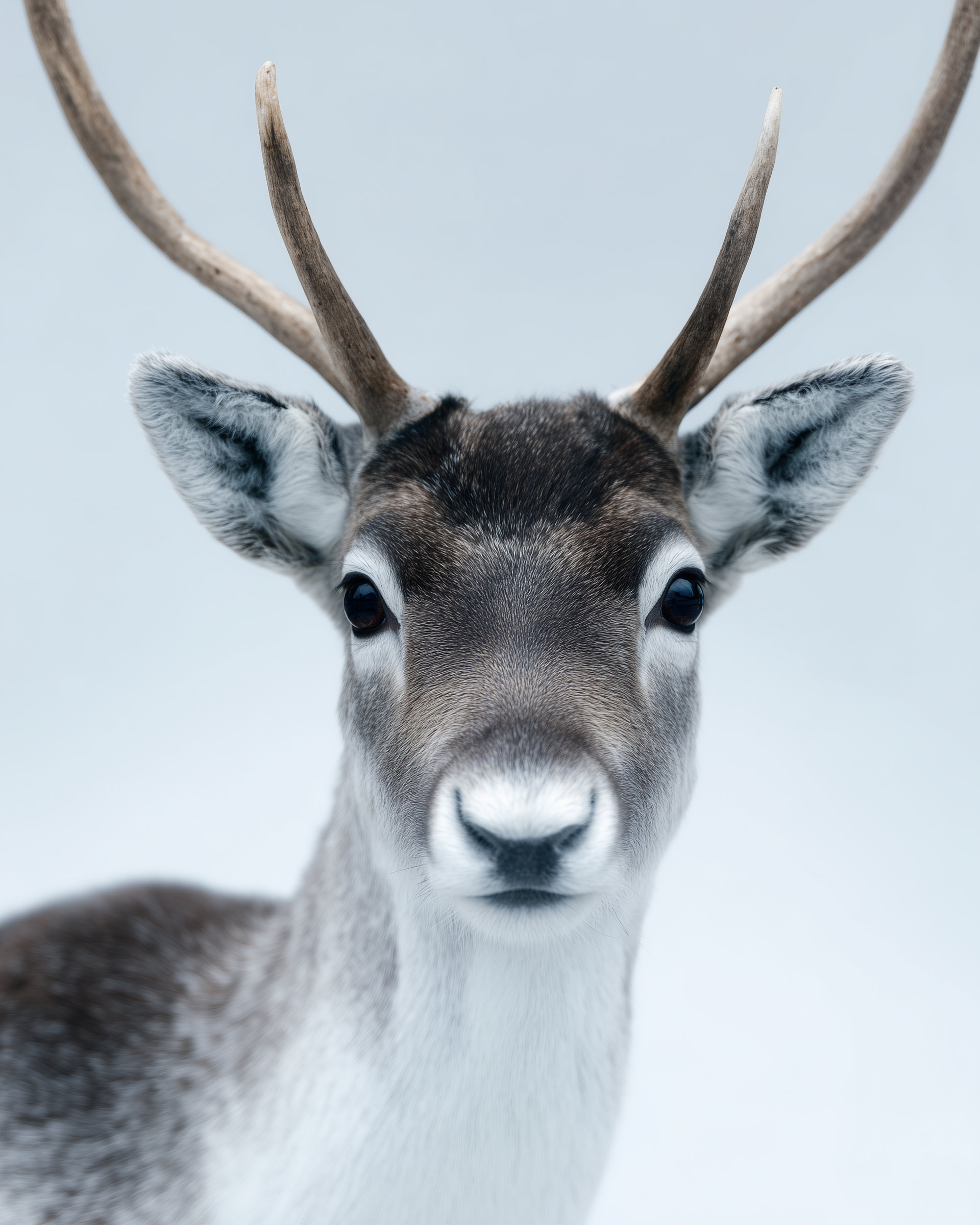 REINDEER 5.png