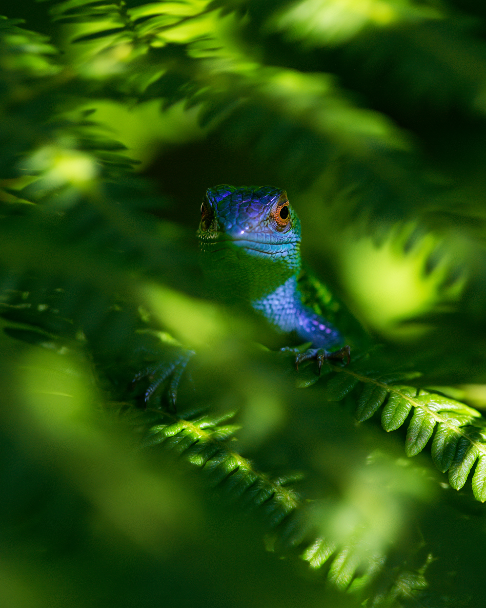 LIZARD 10.png