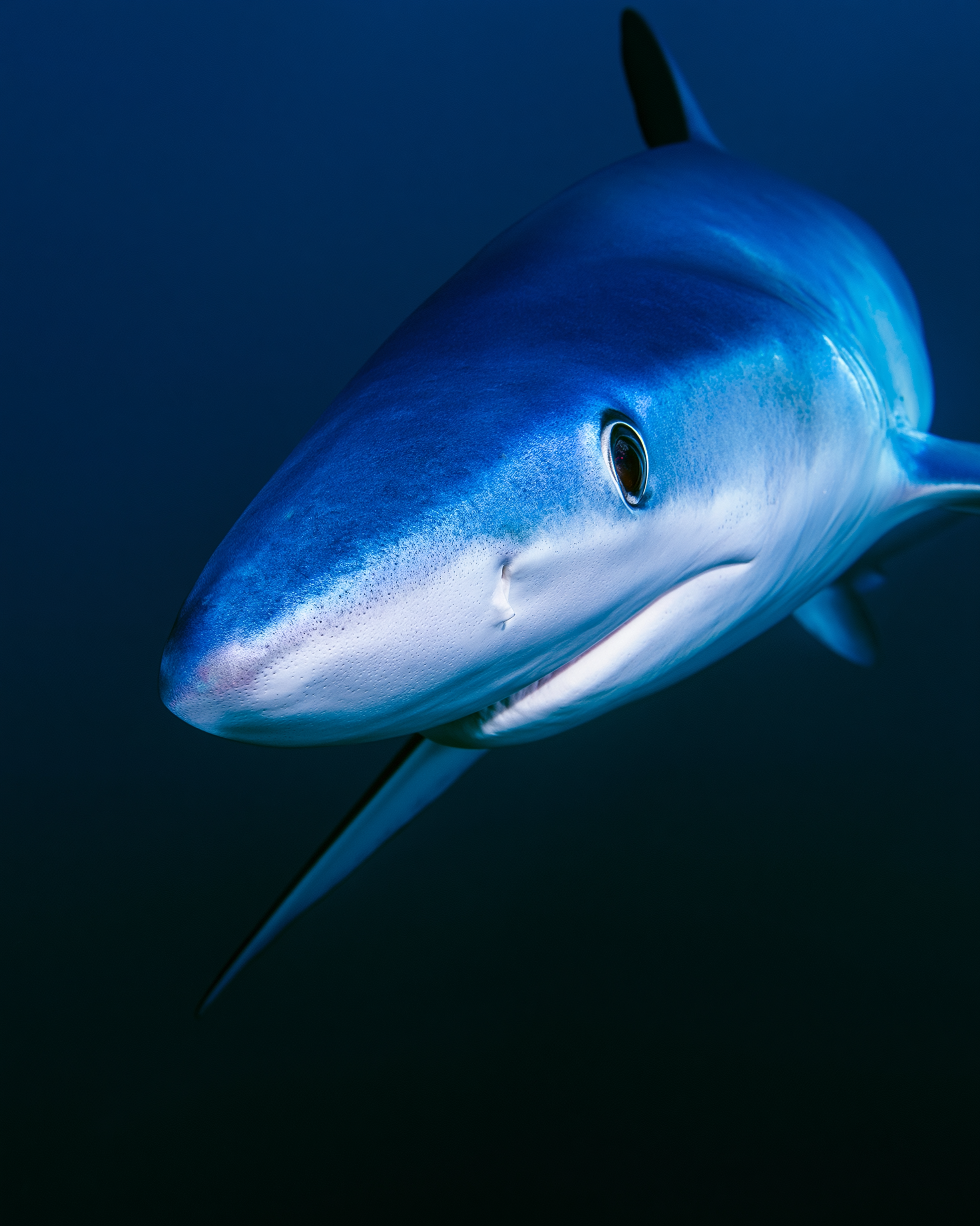SHARK 4.png