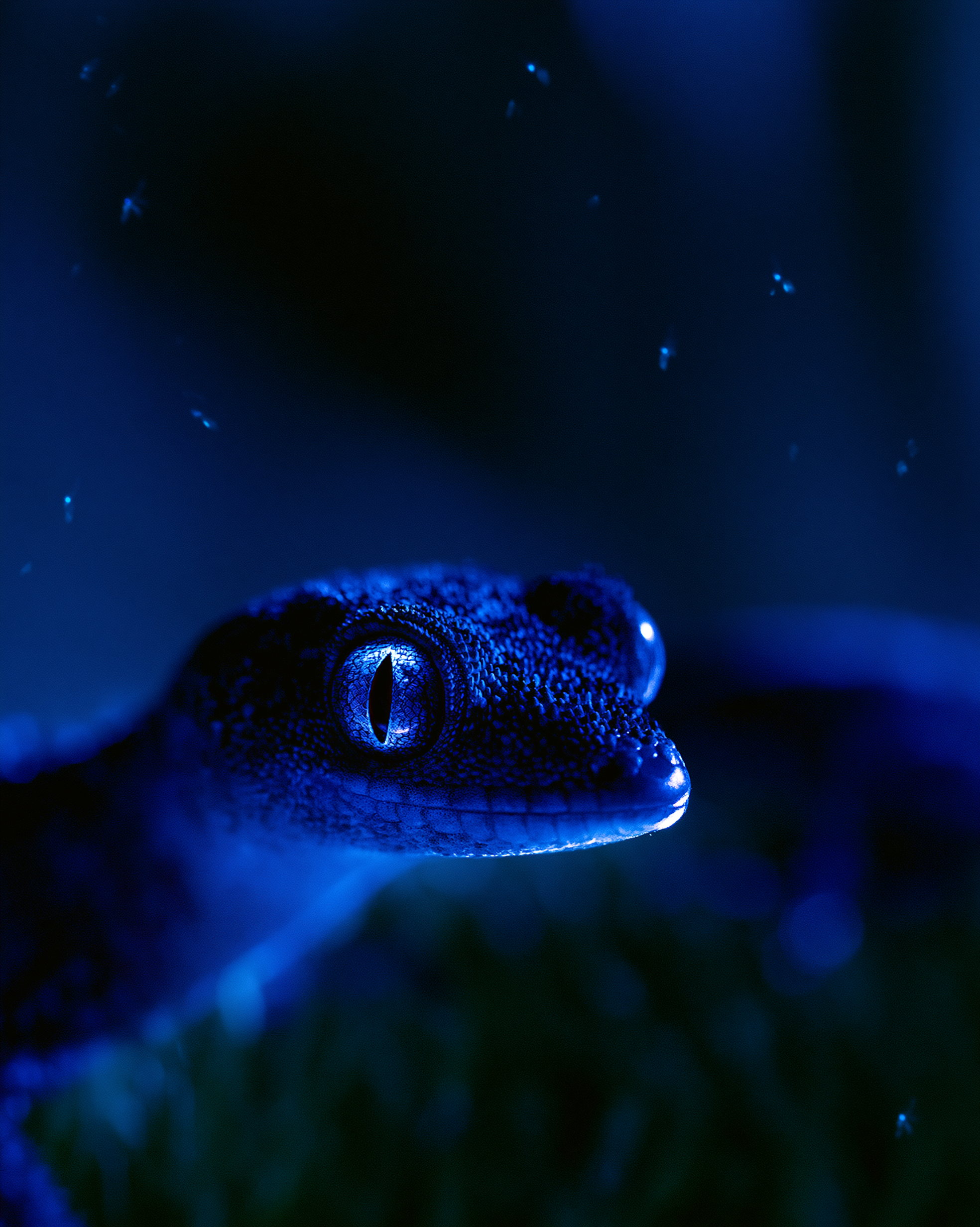 LIZARD 7.png