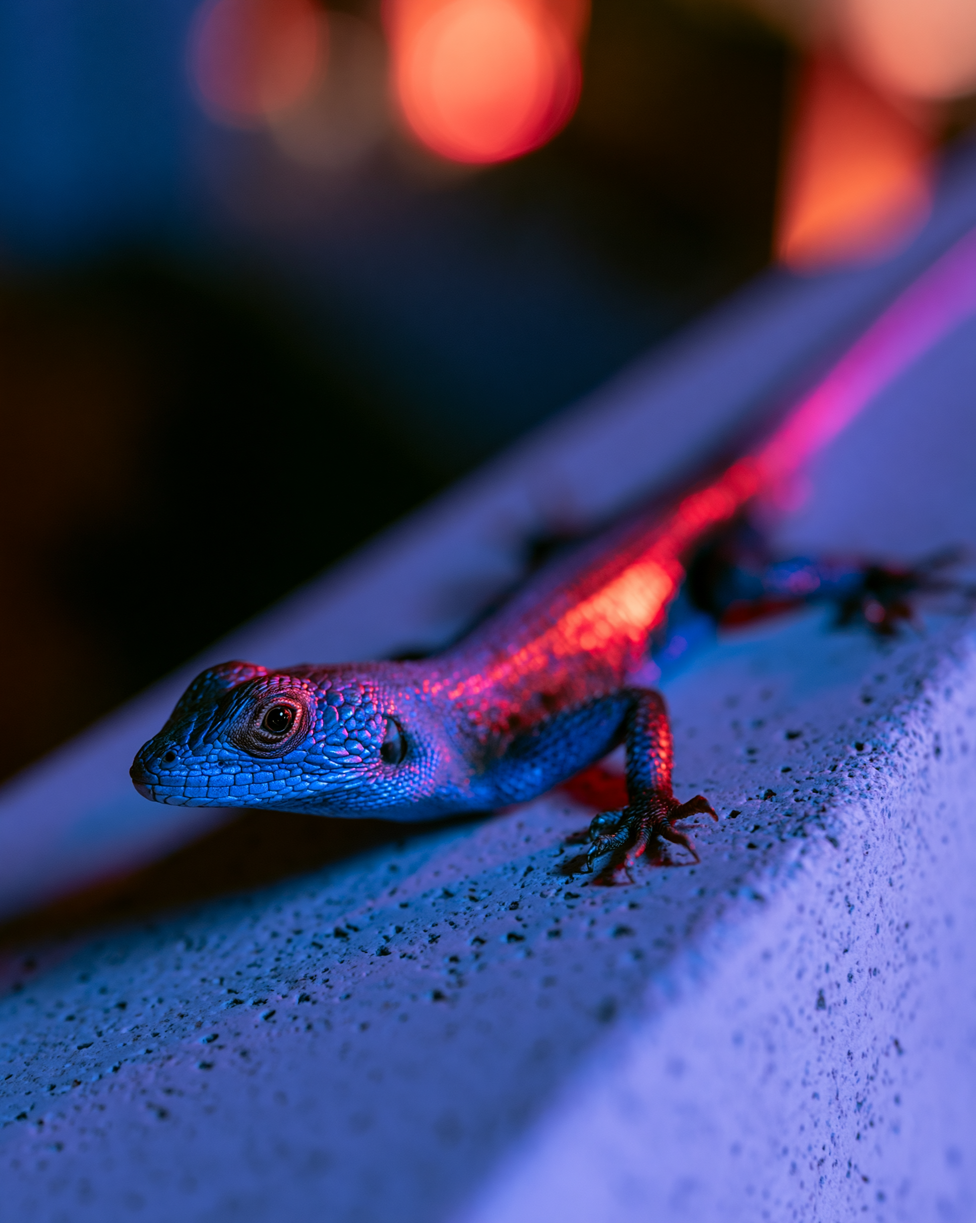 LIZARD 9.png
