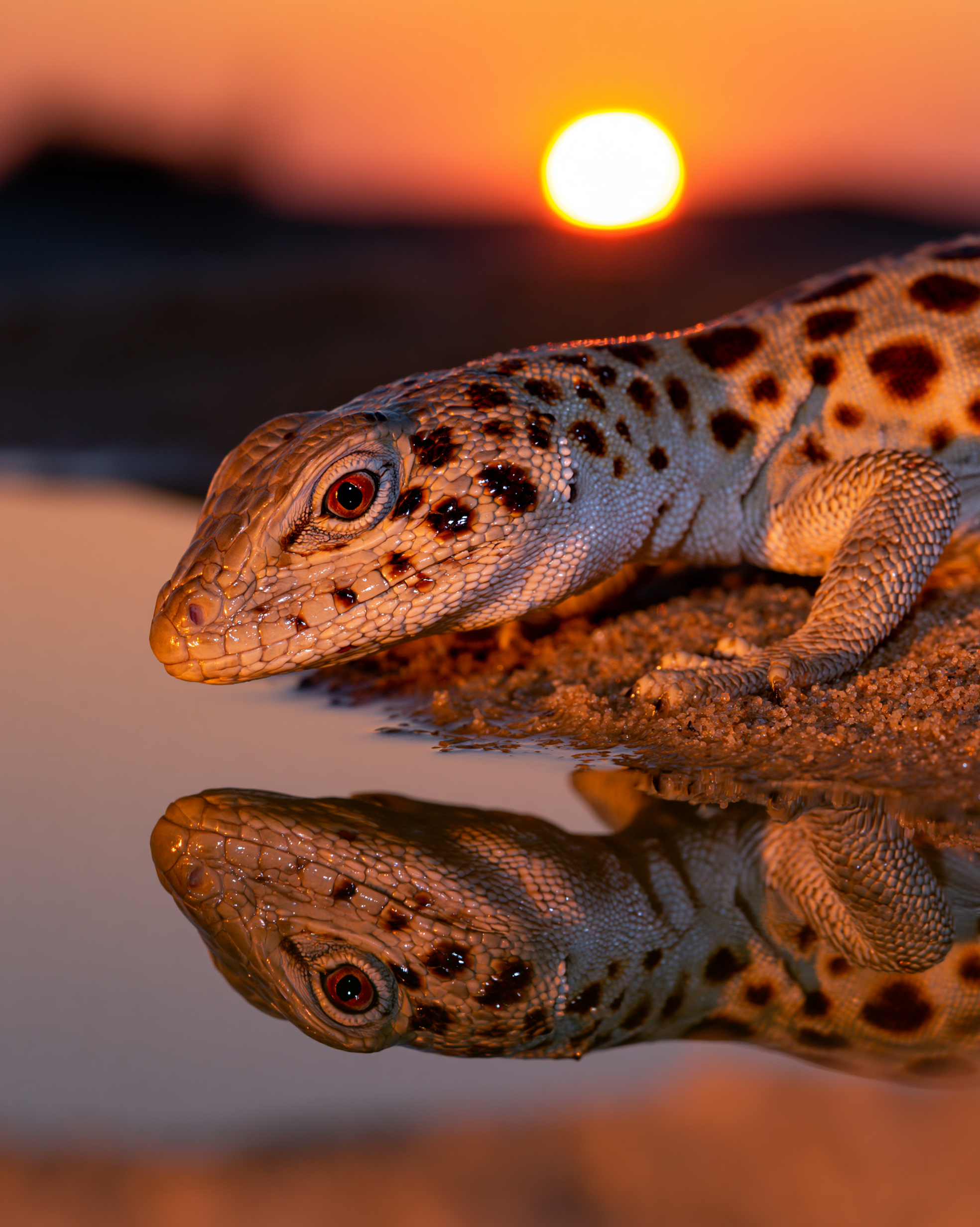 LIZARD 4.png