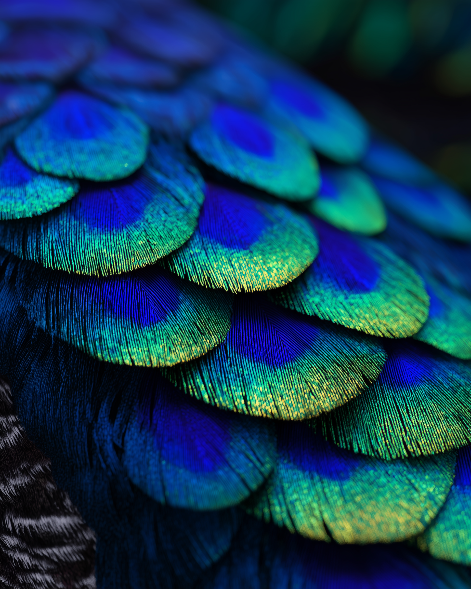 PEACOCK 1.png