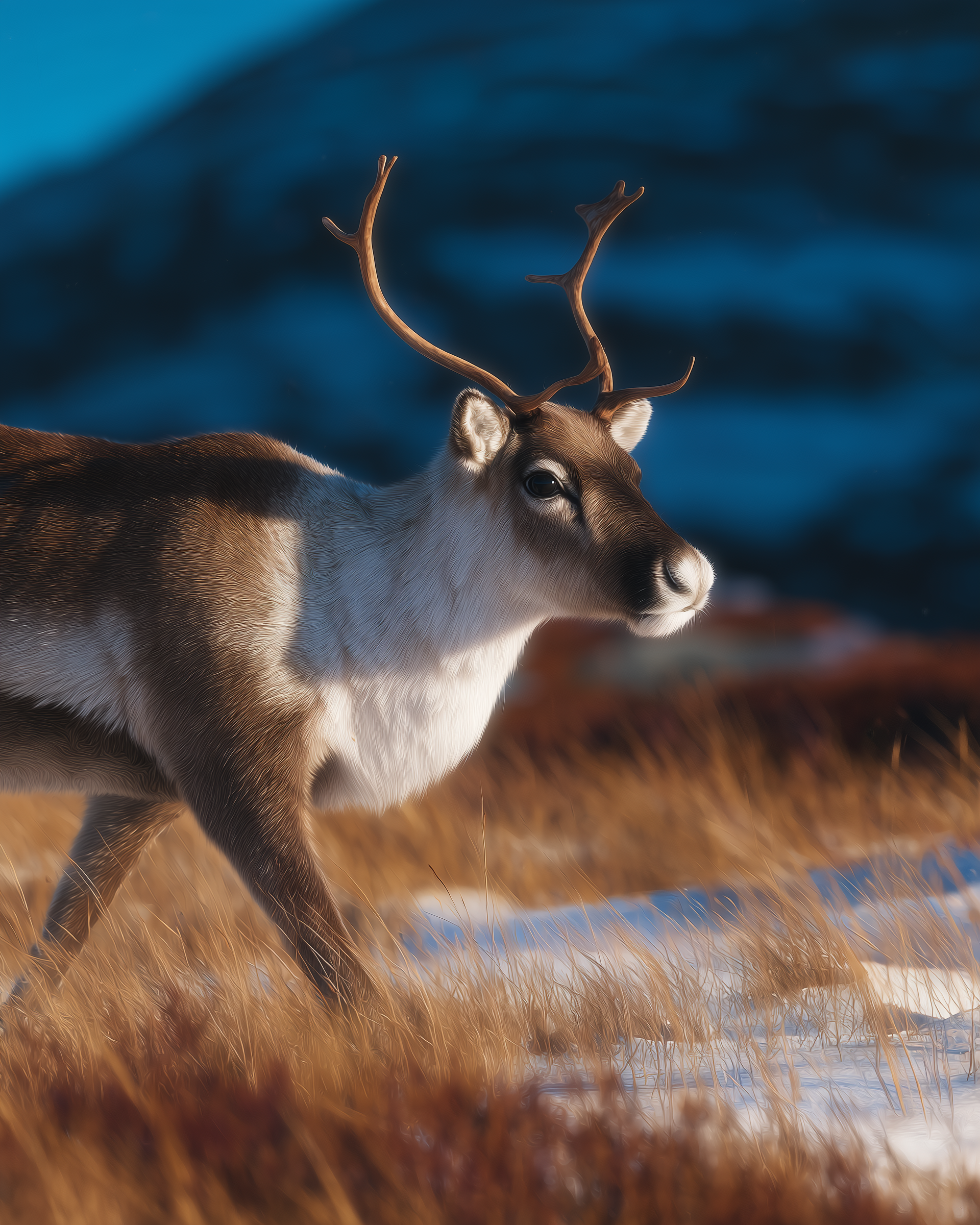 REINDEER 9.png